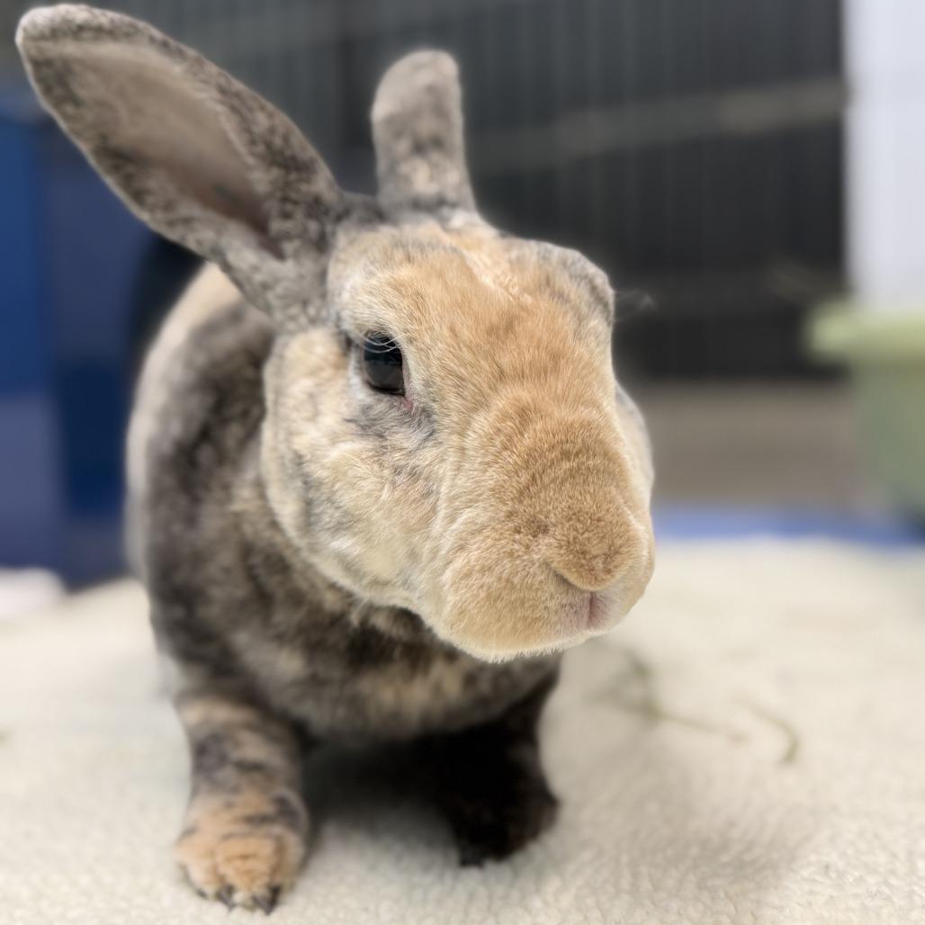 Enlarge Aussie, a Adoptable Mini Rex in San Diego, CA image 4/6