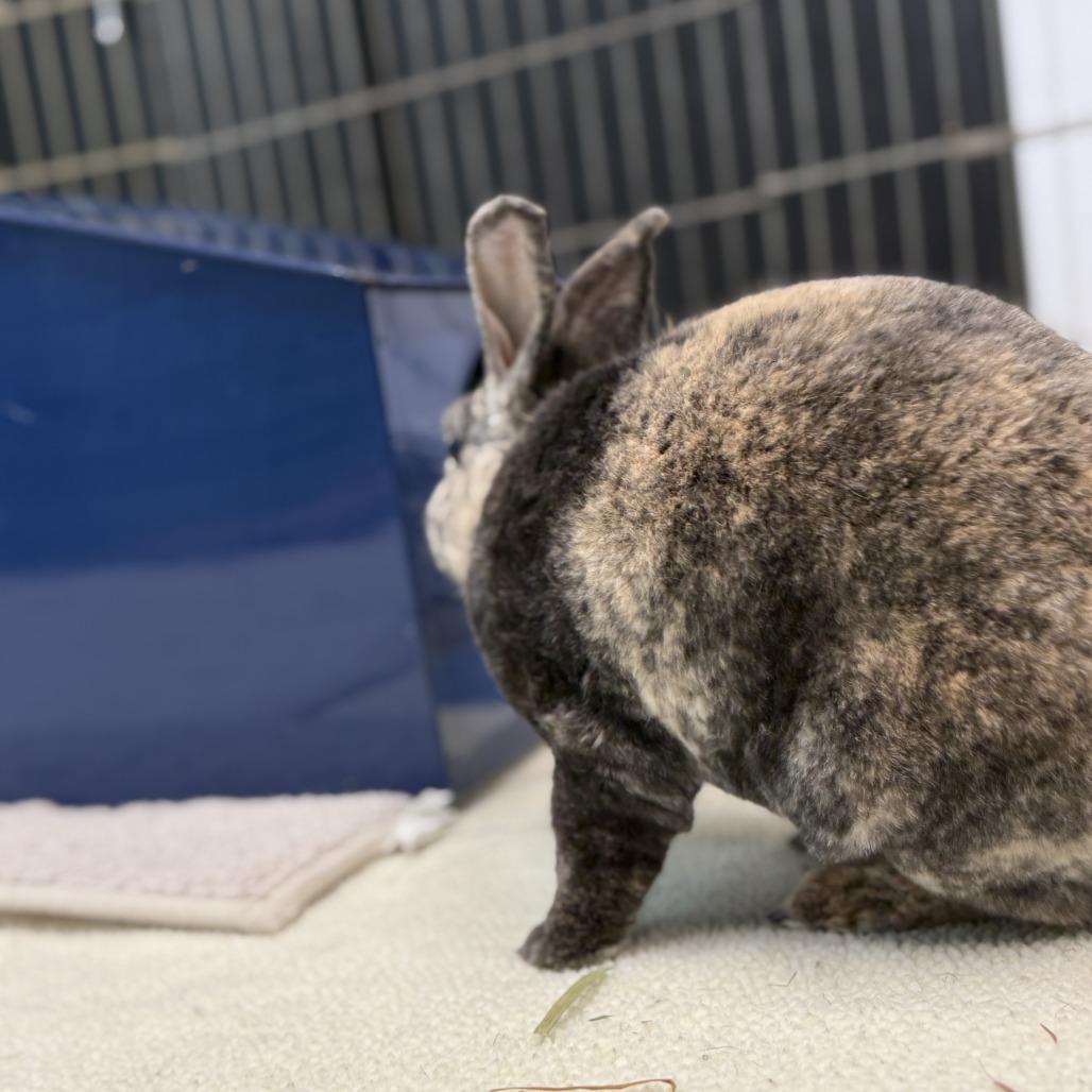 Enlarge Aussie, a Adoptable Mini Rex in San Diego, CA image 5/6