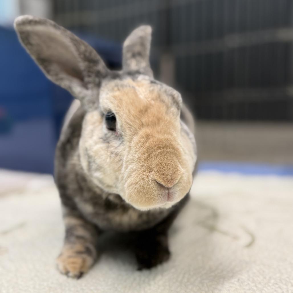 Enlarge Aussie, a Adoptable Mini Rex in San Diego, CA image 6/6