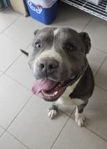 Buddy, Adoptable, Adult Male Pit Bull Terrier & Mixed Breed.