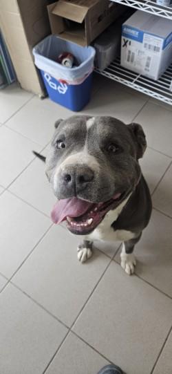 Buddy, a Adoptable mixed breed in Edgewood, NM image 2/3