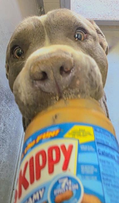 Buddy, a Adoptable mixed breed in Edgewood, NM image 3/3