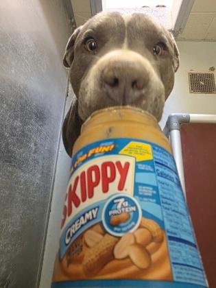 Buddy, a Adoptable mixed breed in Edgewood, NM image 3/3