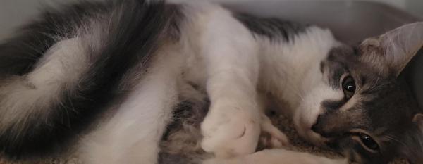 Humero, Adoptable, Adult Male Domestic Long Hair.