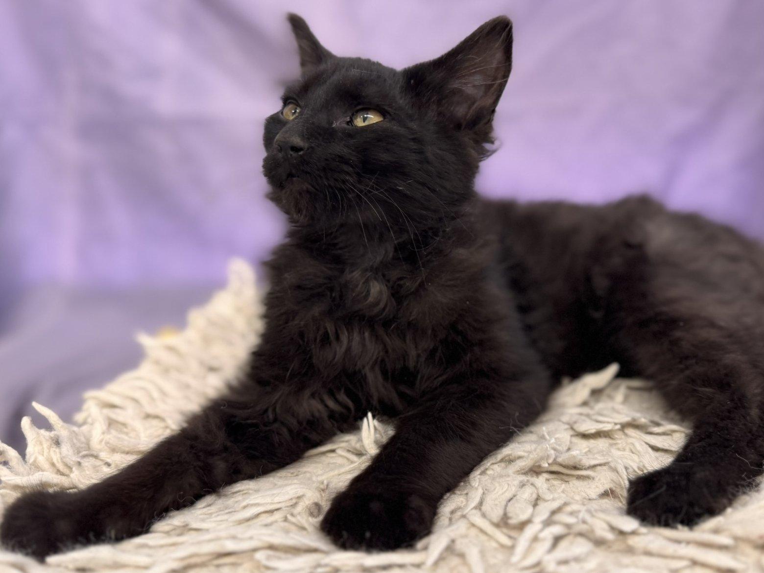 Coal, an adoptable Domestic Medium Hair in Republic, WA, 99166 | Photo Image 2