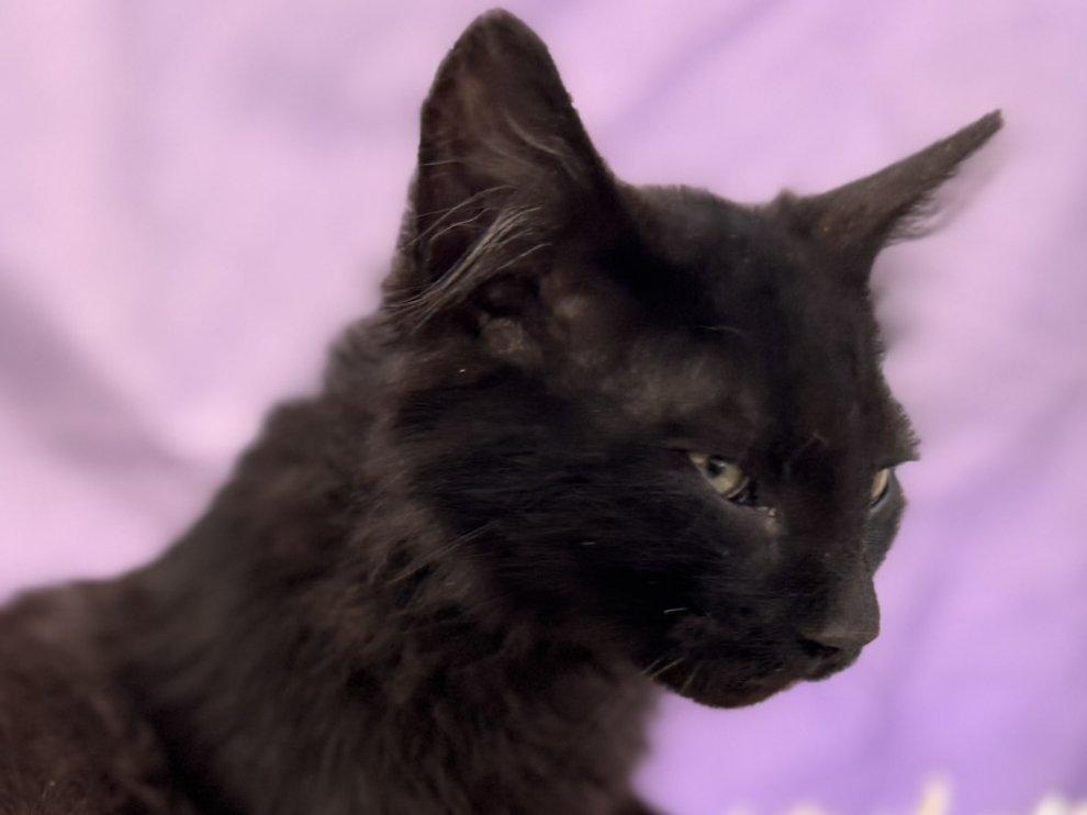 Coal, an adoptable Domestic Medium Hair in Republic, WA, 99166 | Photo Image 3