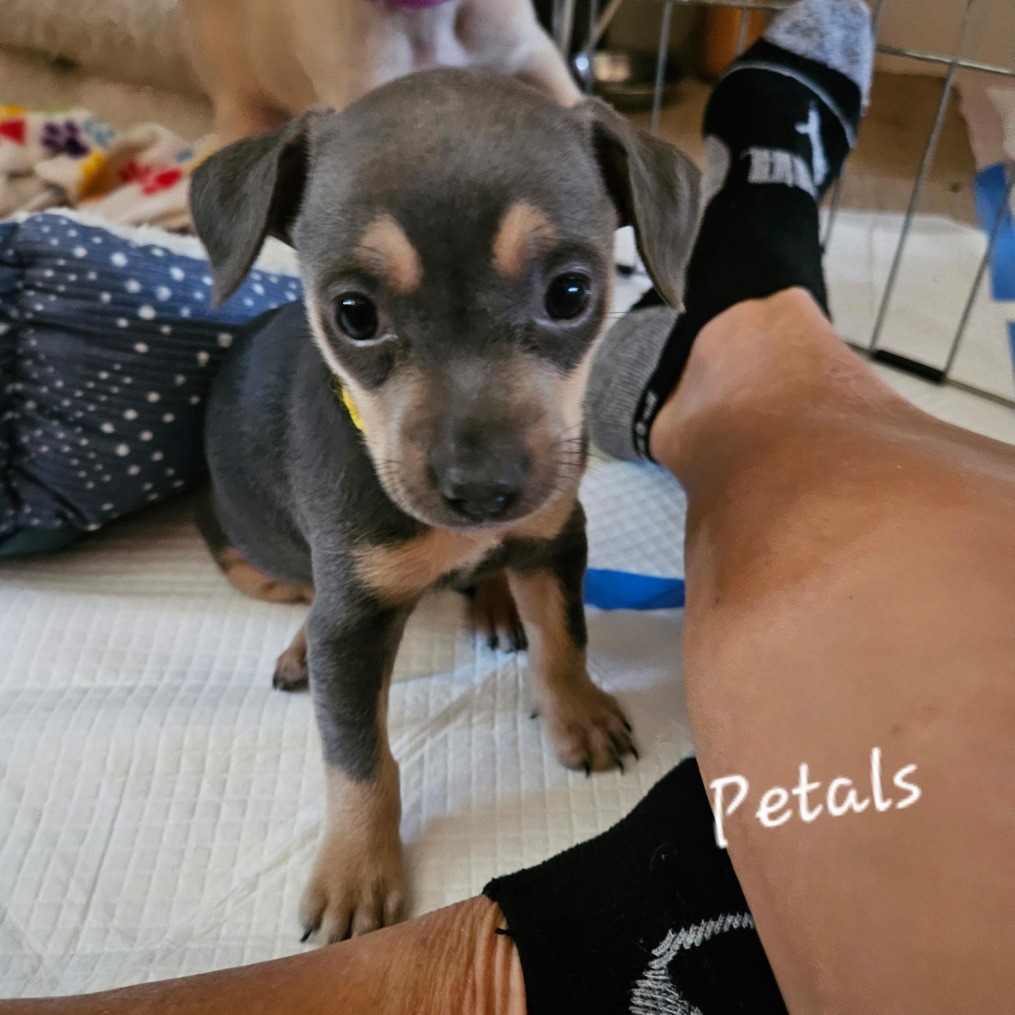Enlarge Petals, a ADOPTABLE mixed breed in clayton , CA image 1/2