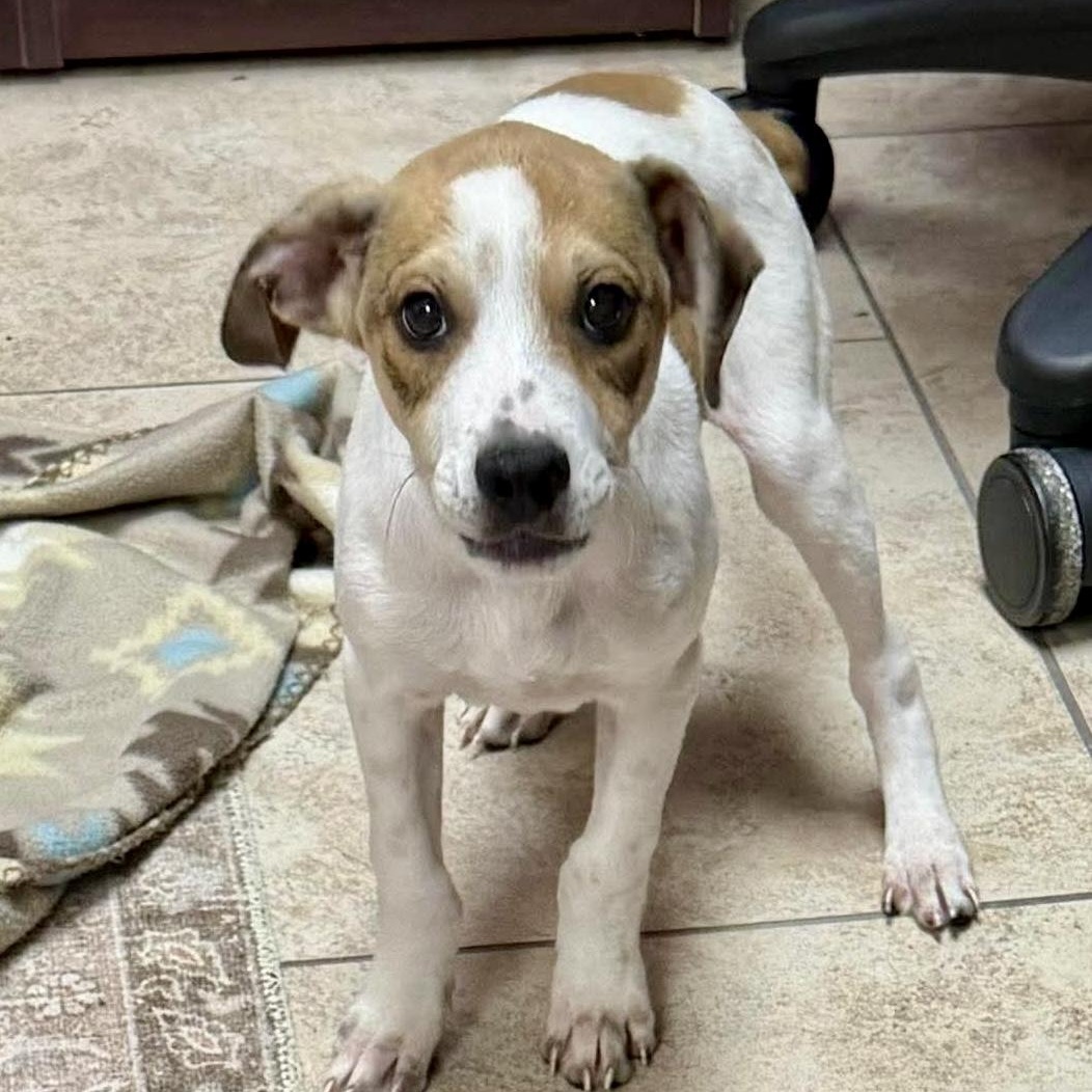 Buoy, a Adoptable Jack Russell Terrier in Brattleboro , VT image 6/6