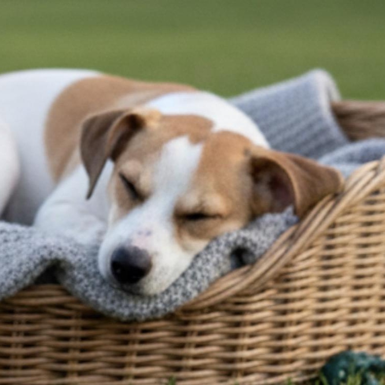 Buoy, a Adoptable Jack Russell Terrier in Brattleboro , VT image 2/6