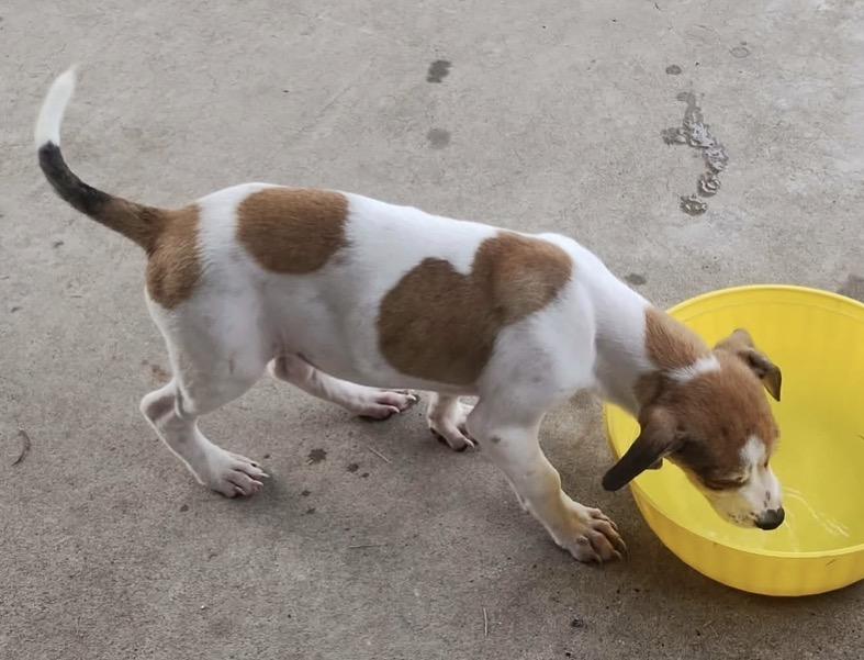 Buoy, a Adoptable Jack Russell Terrier in Brattleboro , VT image 5/6