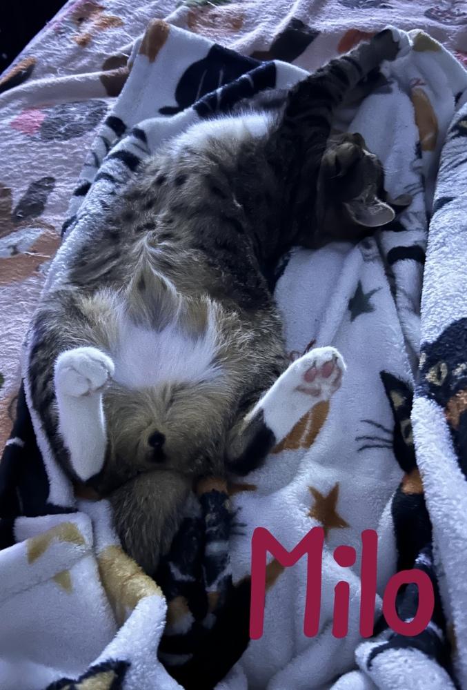 Milo "Nickel", Adoptable, Kitten Male Domestic Short Hair.