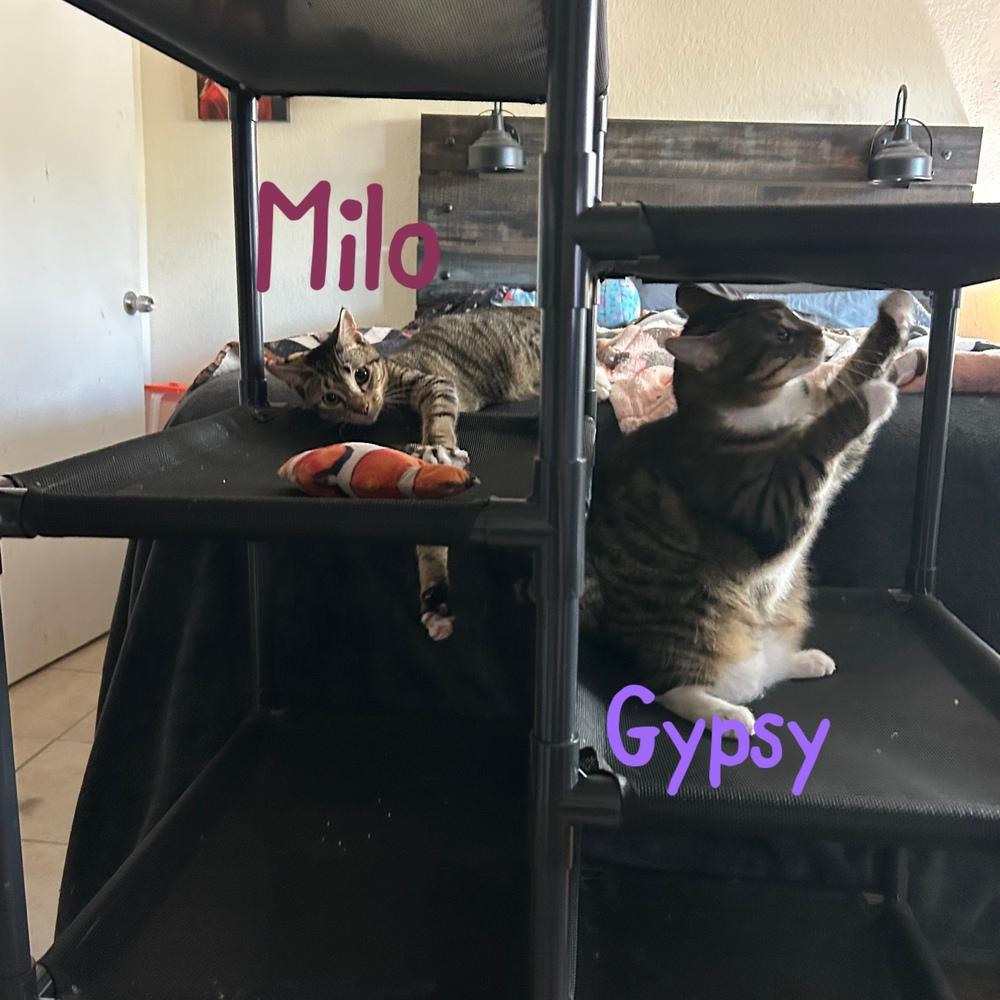 Enlarge Milo "Nickel", a Adoptable Domestic Short Hair in Ruskin, FL image 2/6