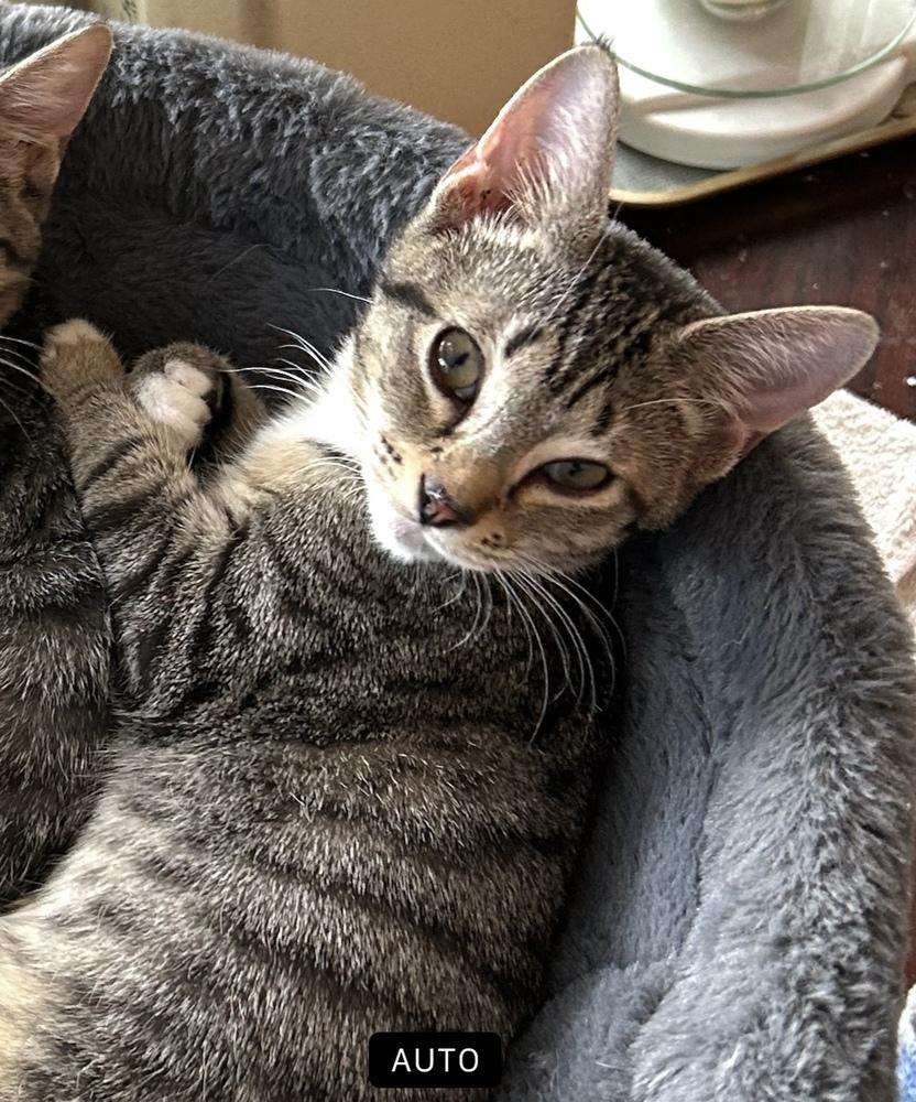 Enlarge Milo "Nickel", a Adoptable Domestic Short Hair in Ruskin, FL image 3/6