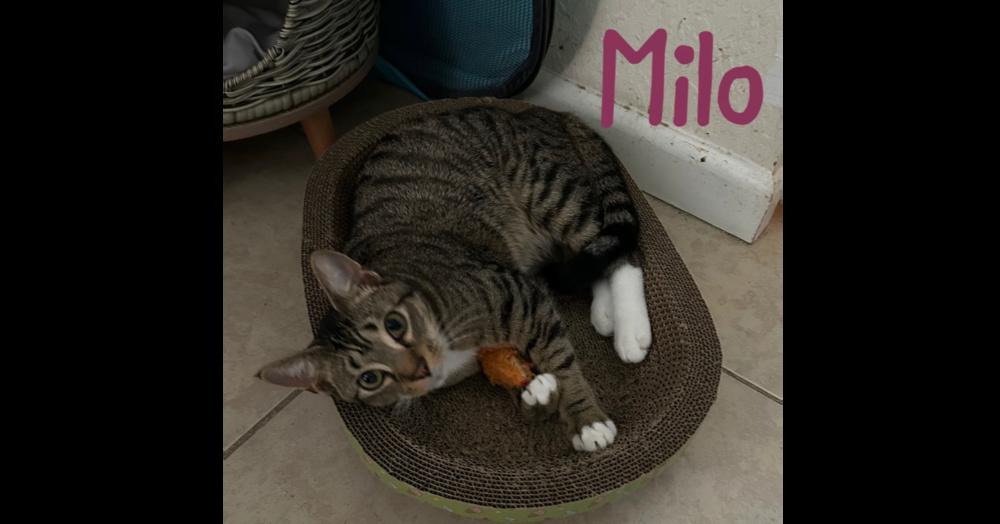 Enlarge Milo "Nickel", a Adoptable Domestic Short Hair in Ruskin, FL image 5/6