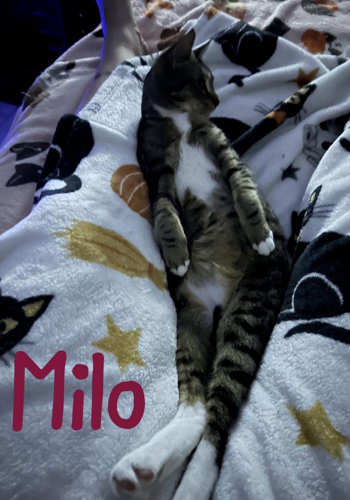 Enlarge Milo "Nickel", a Adoptable Domestic Short Hair in Ruskin, FL image 6/6