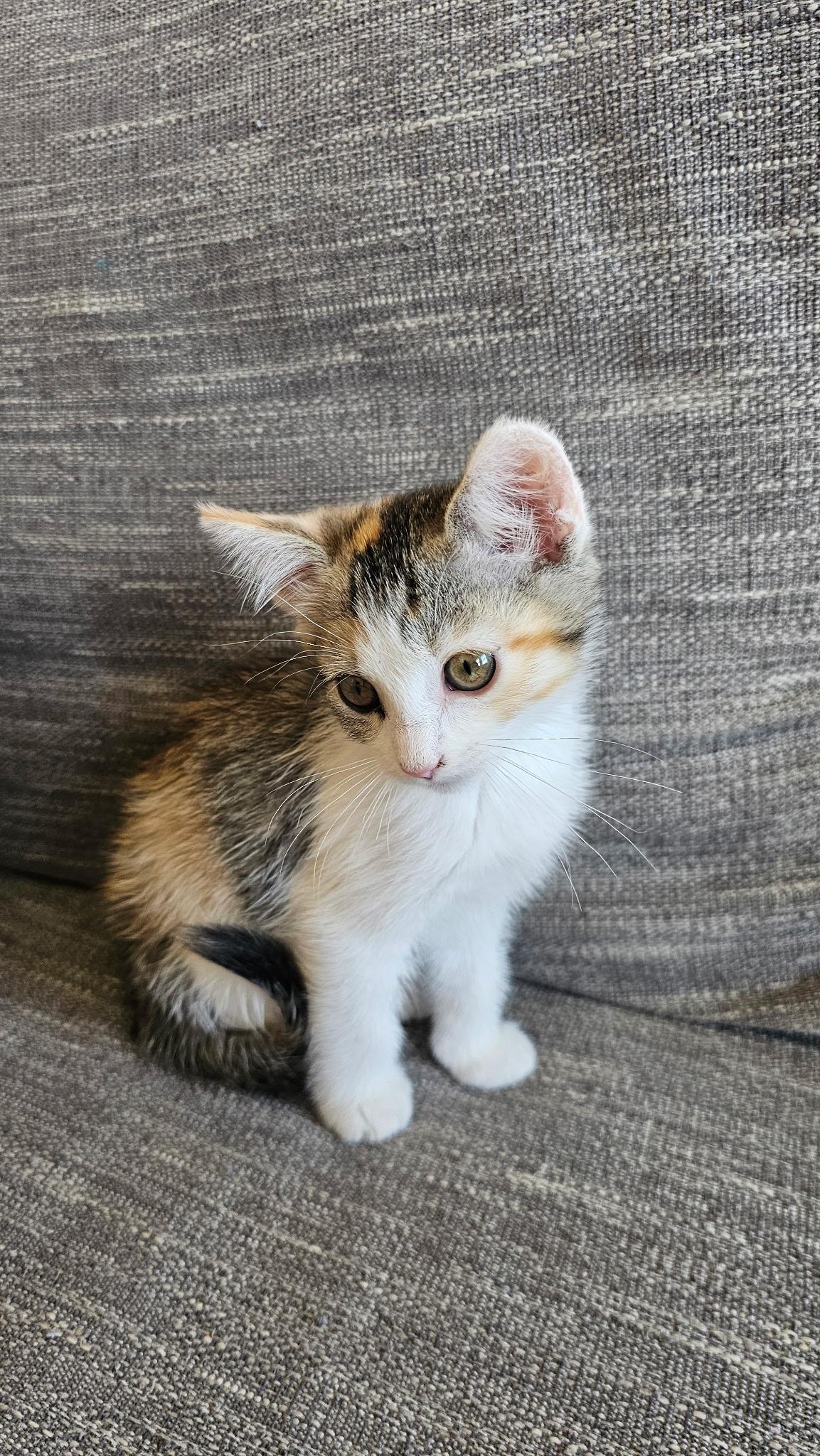 Enlarge Ari, a Adoptable Domestic Short Hair in Heyburn, ID image 1/3