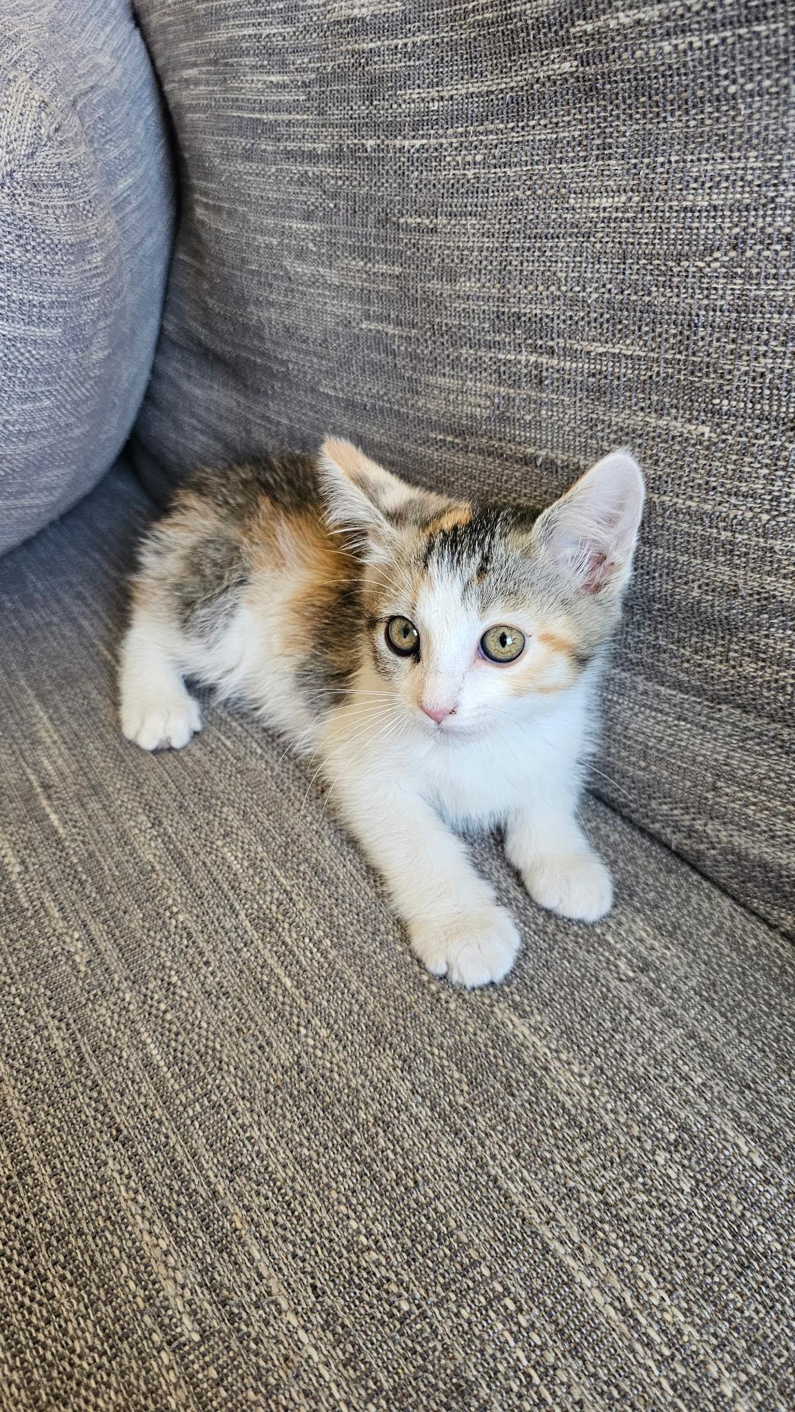 Enlarge Ari, a Adoptable Domestic Short Hair in Heyburn, ID image 2/3