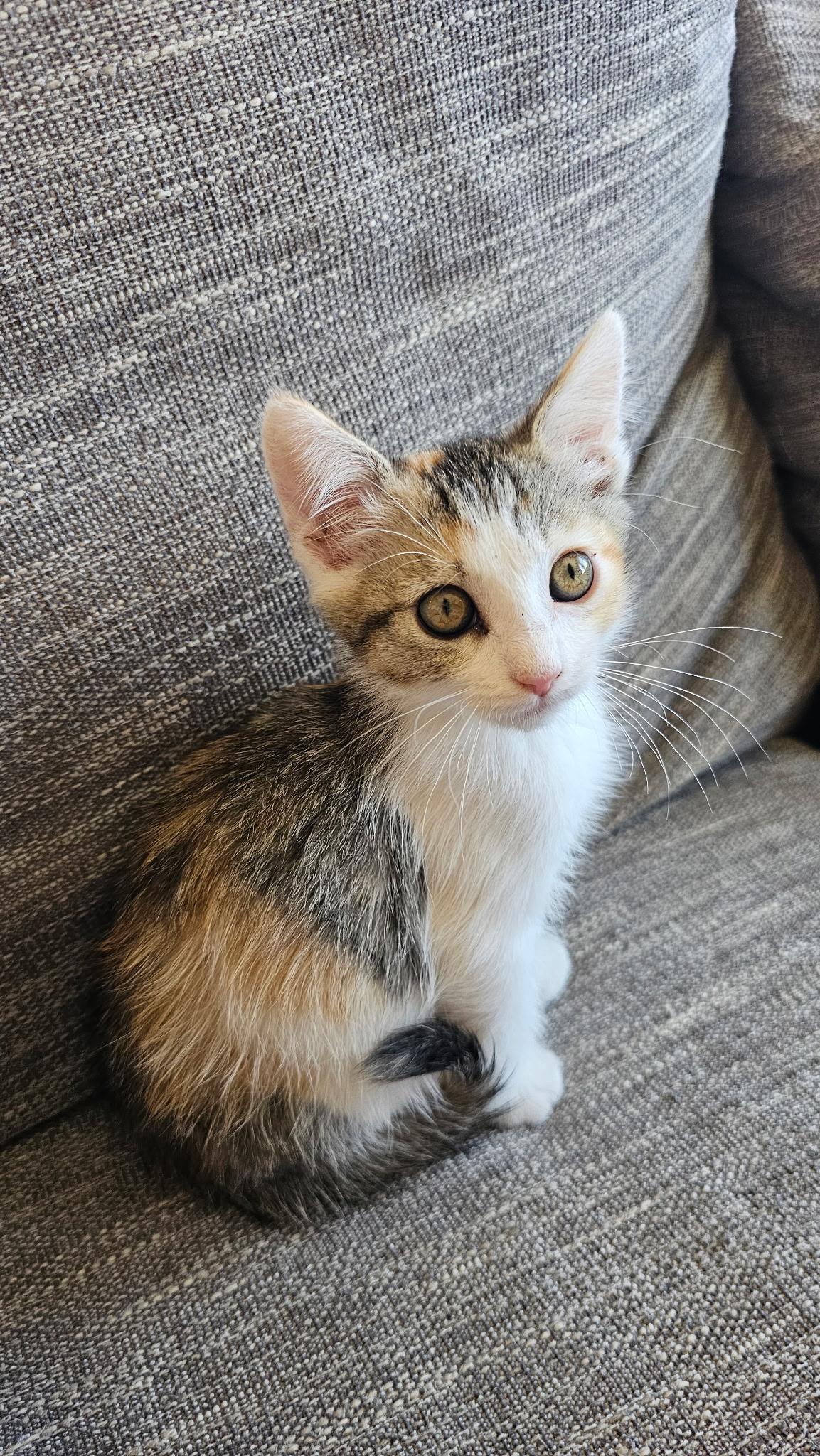Enlarge Ari, a Adoptable Domestic Short Hair in Heyburn, ID image 3/3