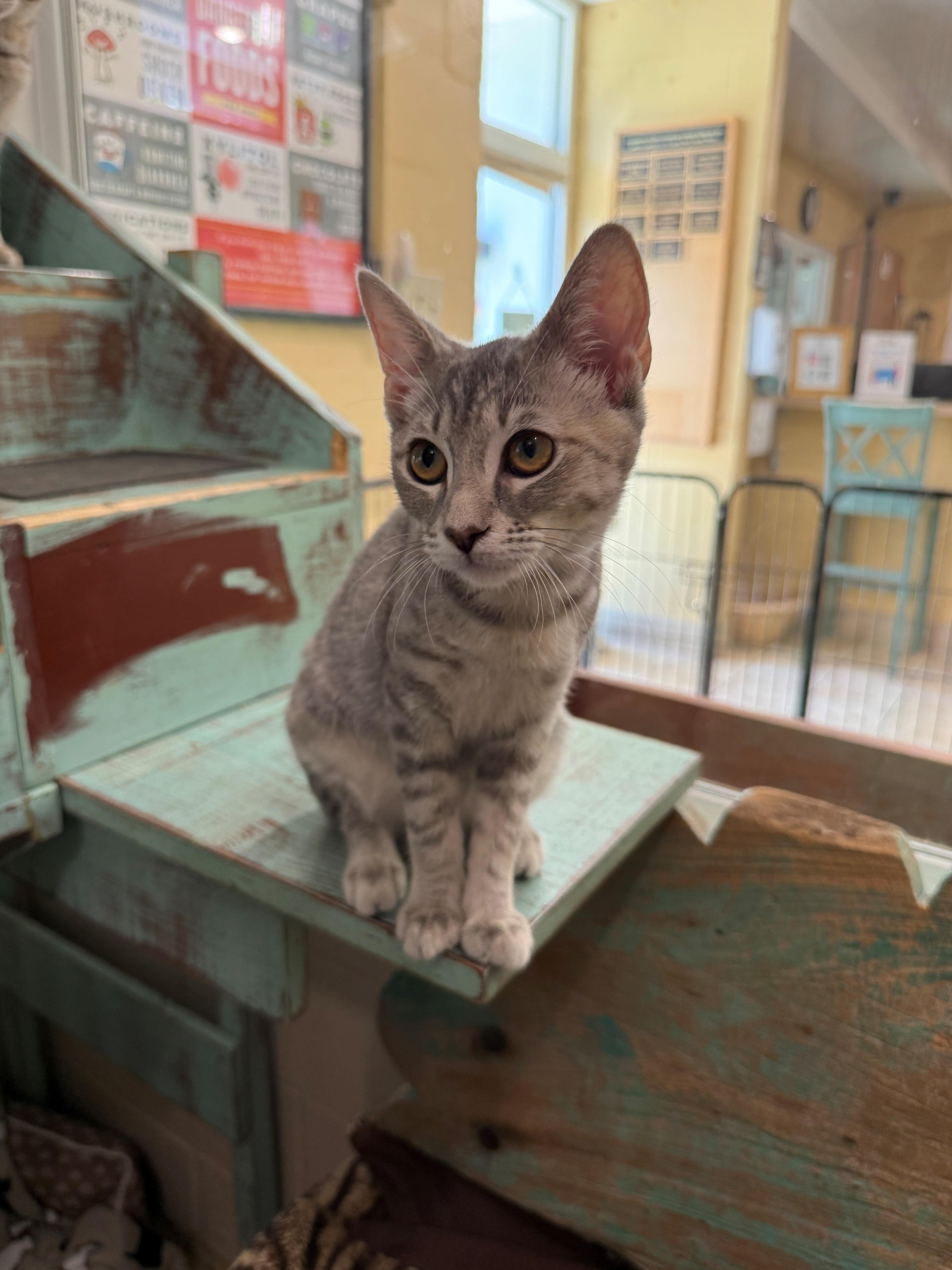 Enlarge Fizz, an adopted Domestic Short Hair in Laguna Beach, CA image 2/2