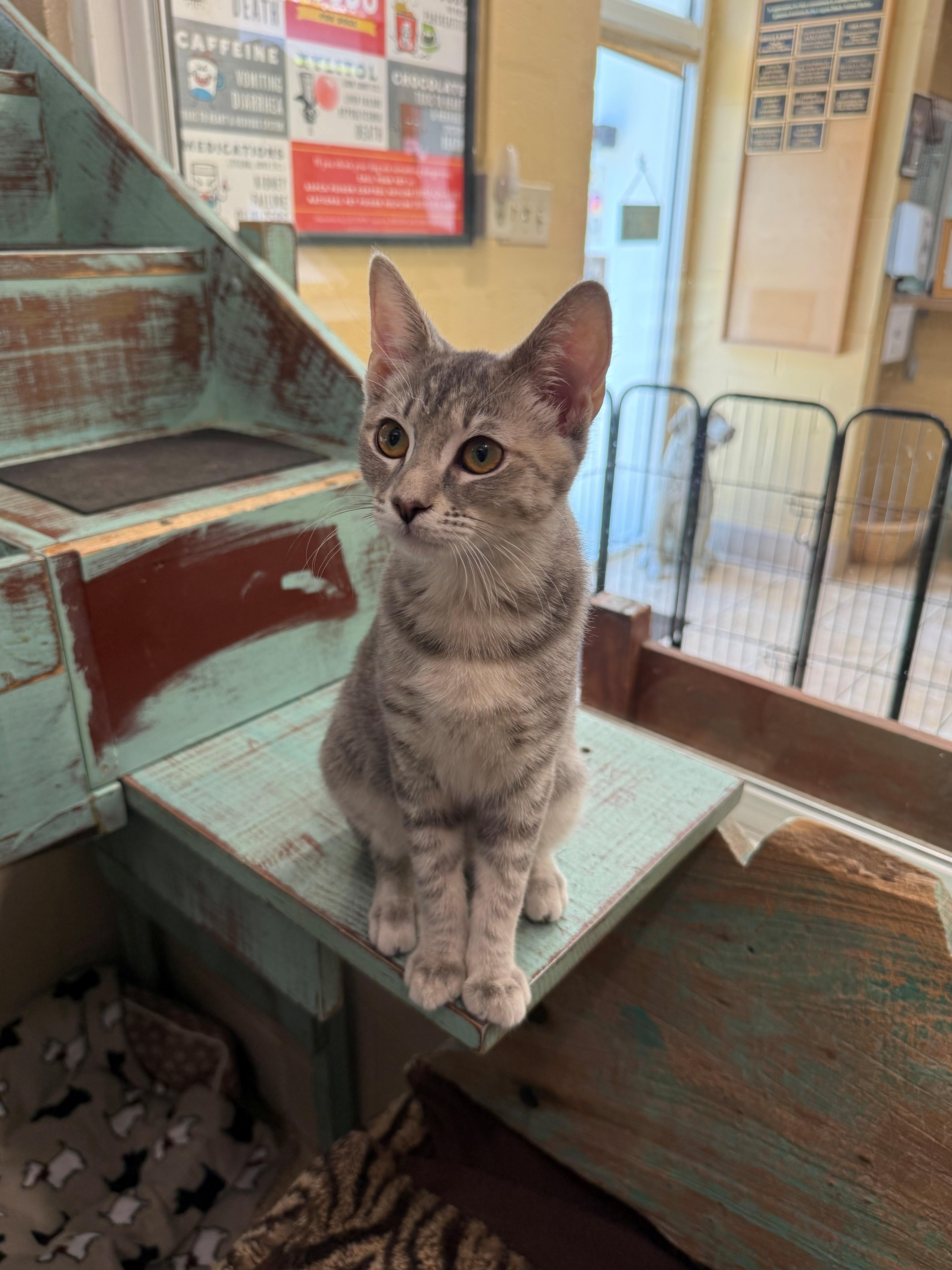 Fizz, adopted, Young Female Domestic Short Hair.
