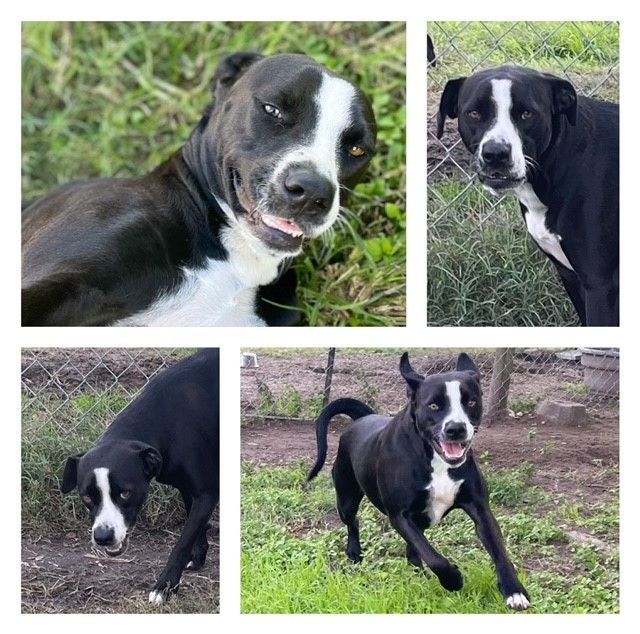 Tina Turner, Adoptable, Adult Female Pit Bull Terrier.