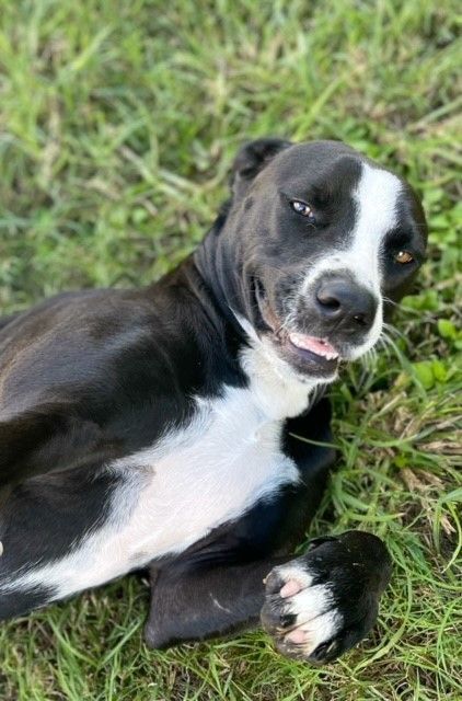 Enlarge Tina Turner, a Adoptable mixed breed in Seguin, TX image 2/2