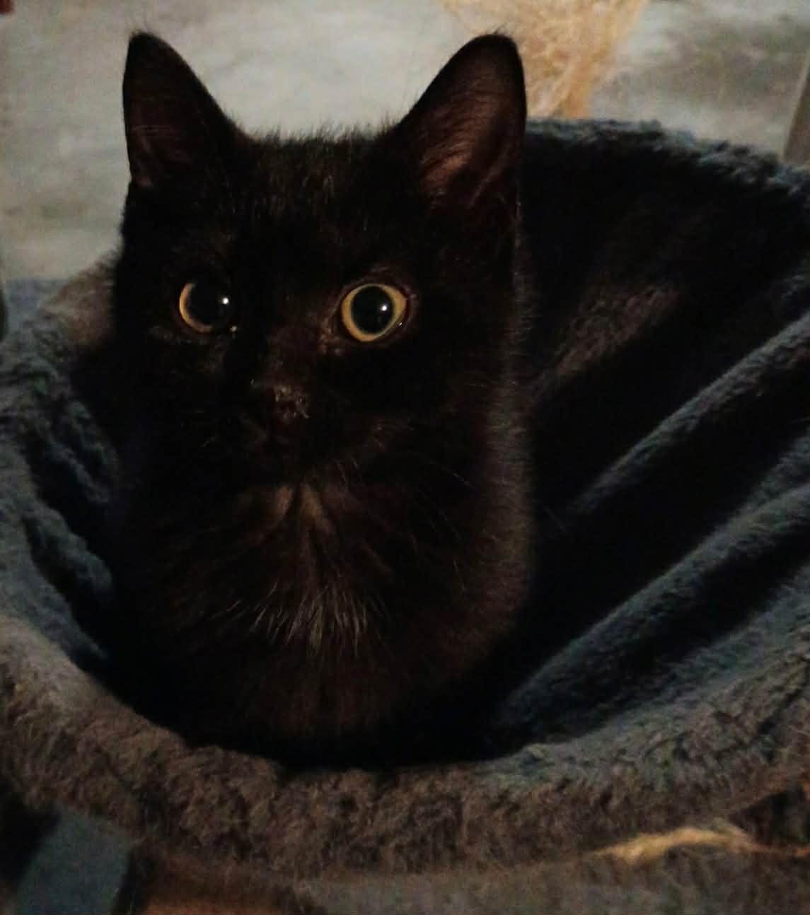 Enlarge Ripley, a ADOPTABLE Domestic Short Hair in Campbellsville, KY image 2/4