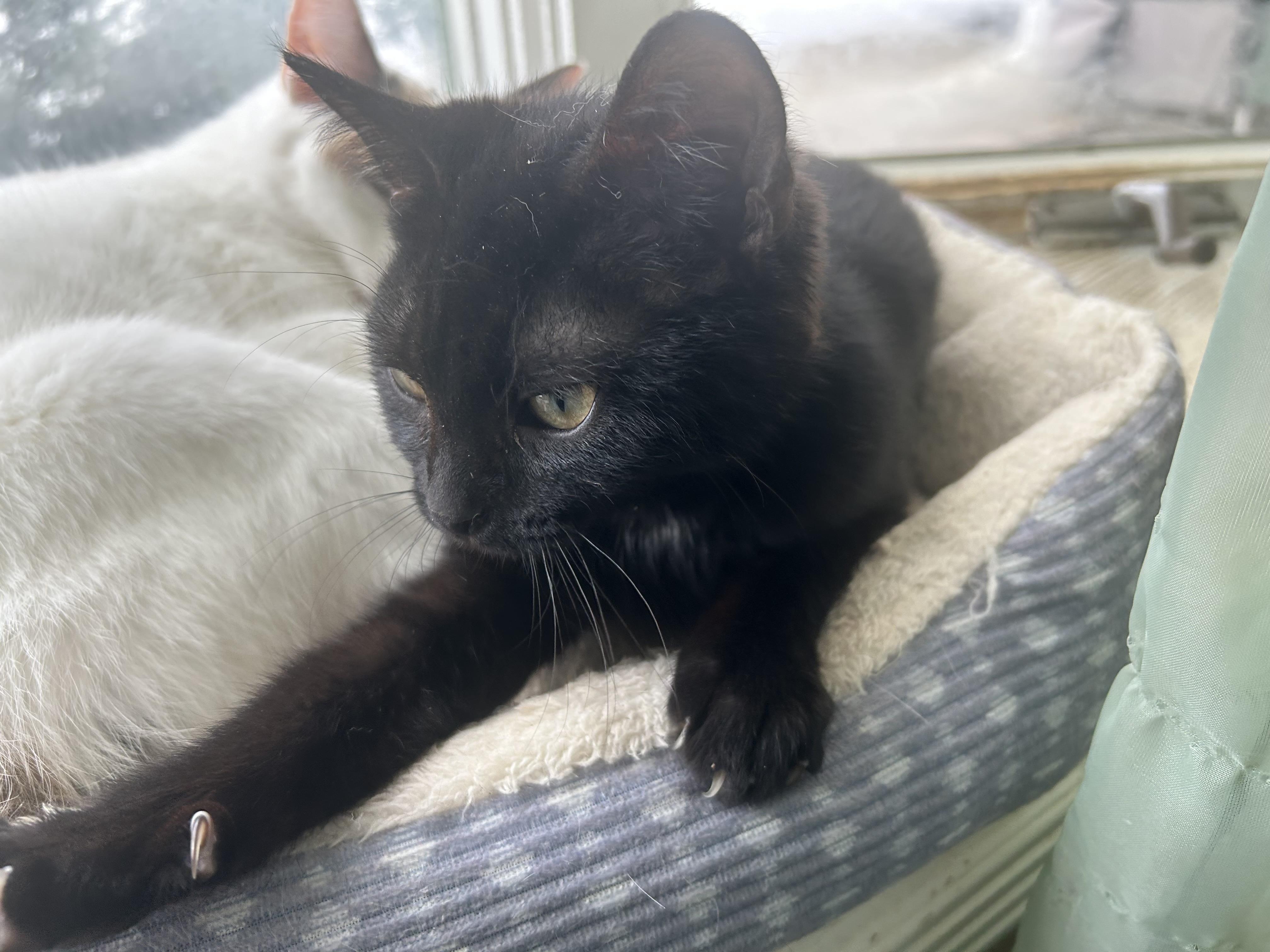 Ripley, a ADOPTABLE Domestic Short Hair in Campbellsville, KY image 5/5