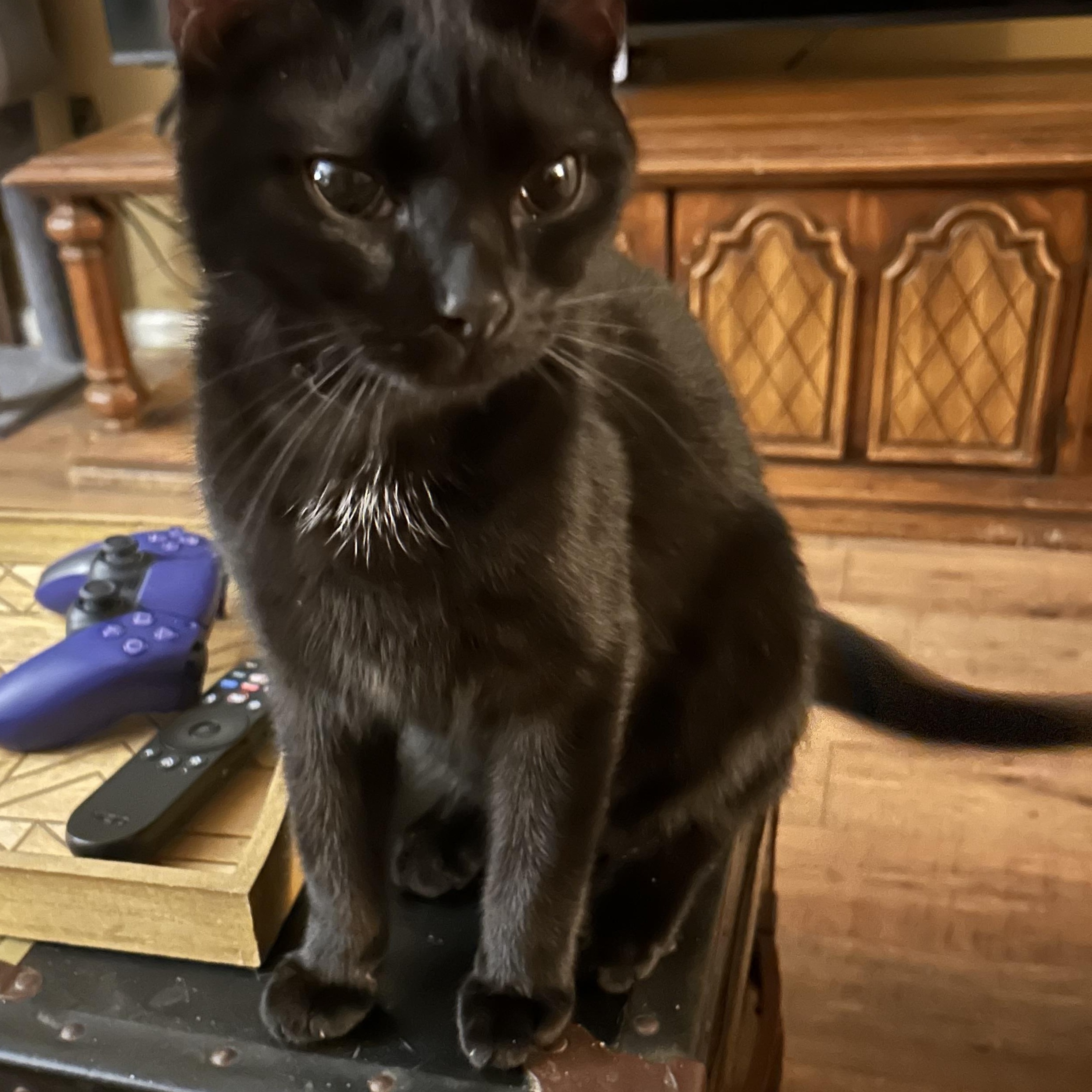 Ripley, ADOPTABLE, Kitten Male Domestic Short Hair.