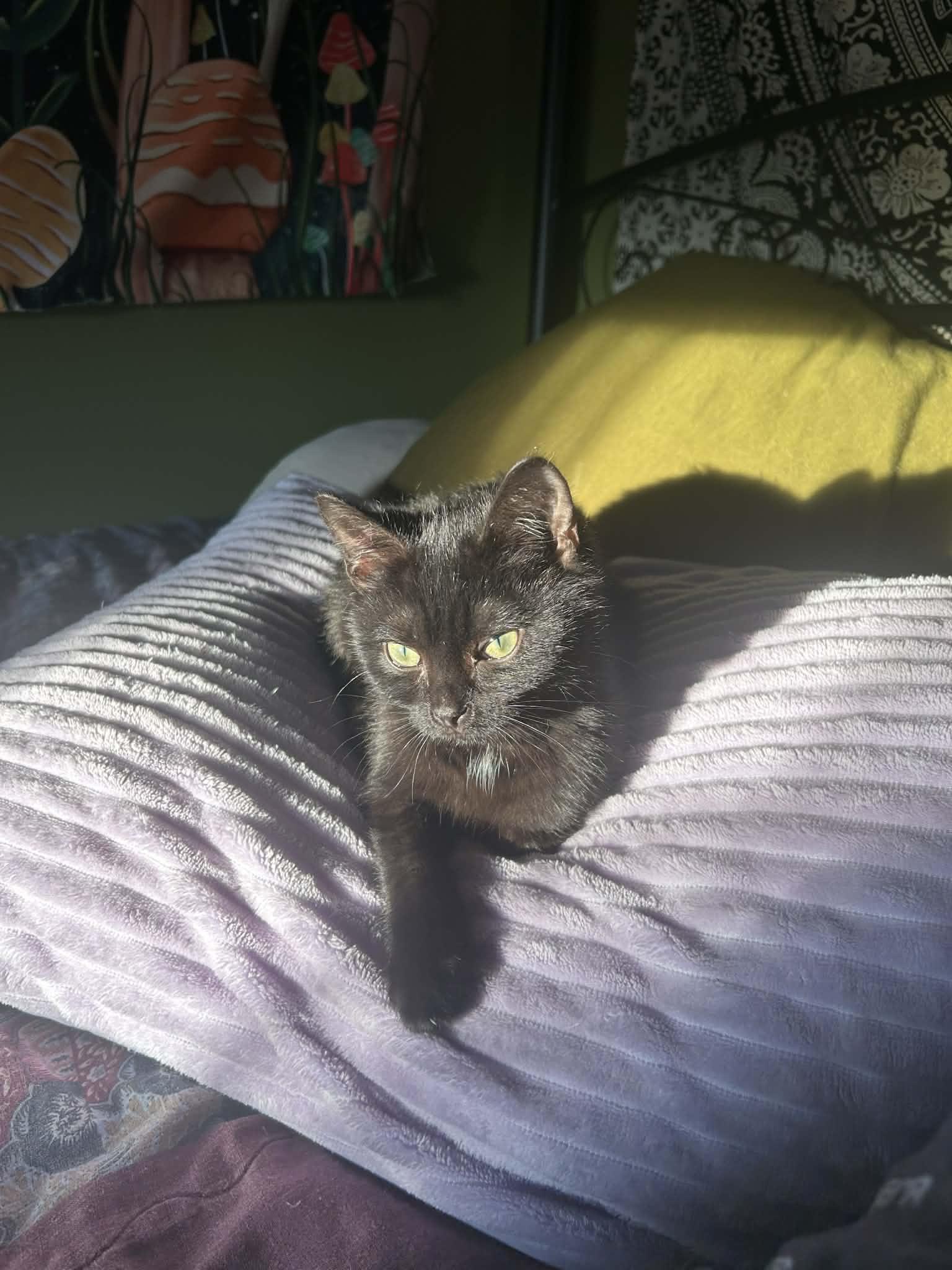 Enlarge Ripley, a ADOPTABLE Domestic Short Hair in Campbellsville, KY image 3/4