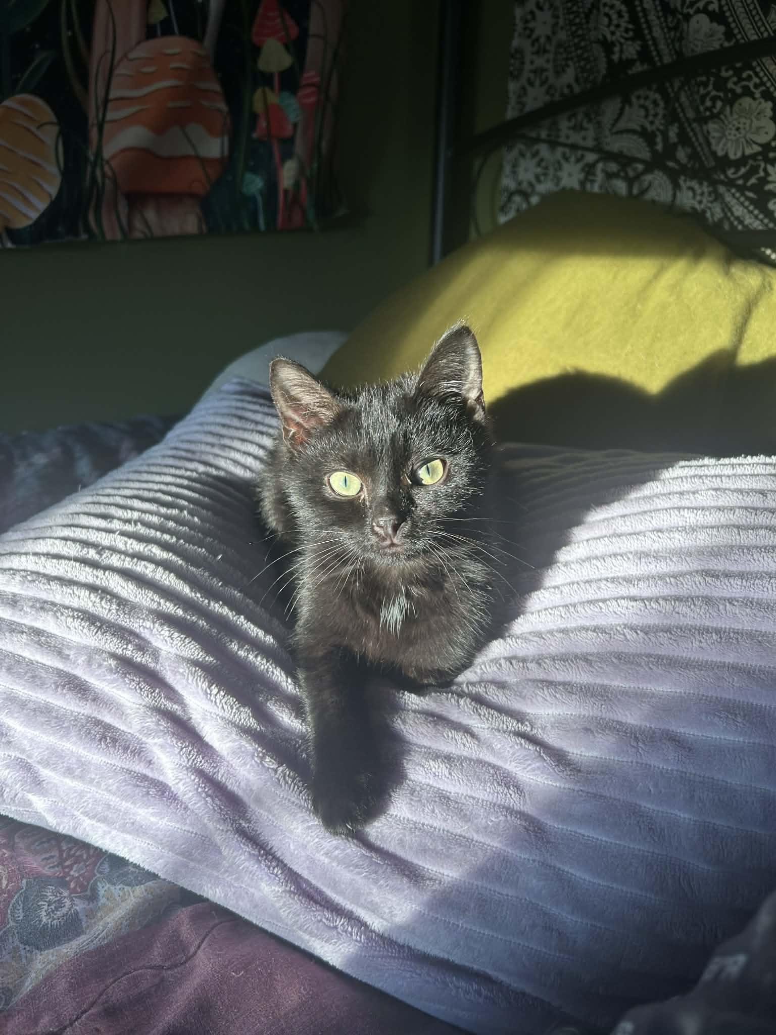 Enlarge Ripley, a ADOPTABLE Domestic Short Hair in Campbellsville, KY image 1/4