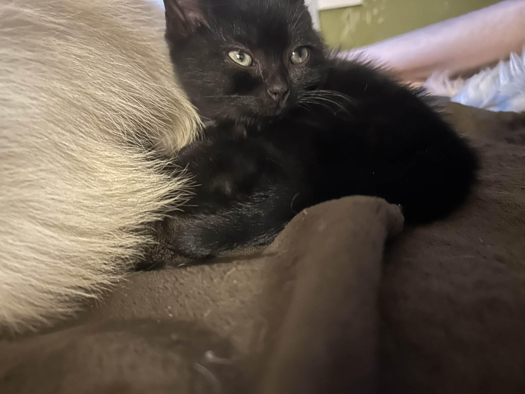 Enlarge Ripley, a ADOPTABLE Domestic Short Hair in Campbellsville, KY image 4/4