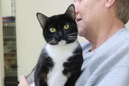Tuxie McGovern, Adoptable, Adult Female Domestic Short Hair & Domestic Short Hair.