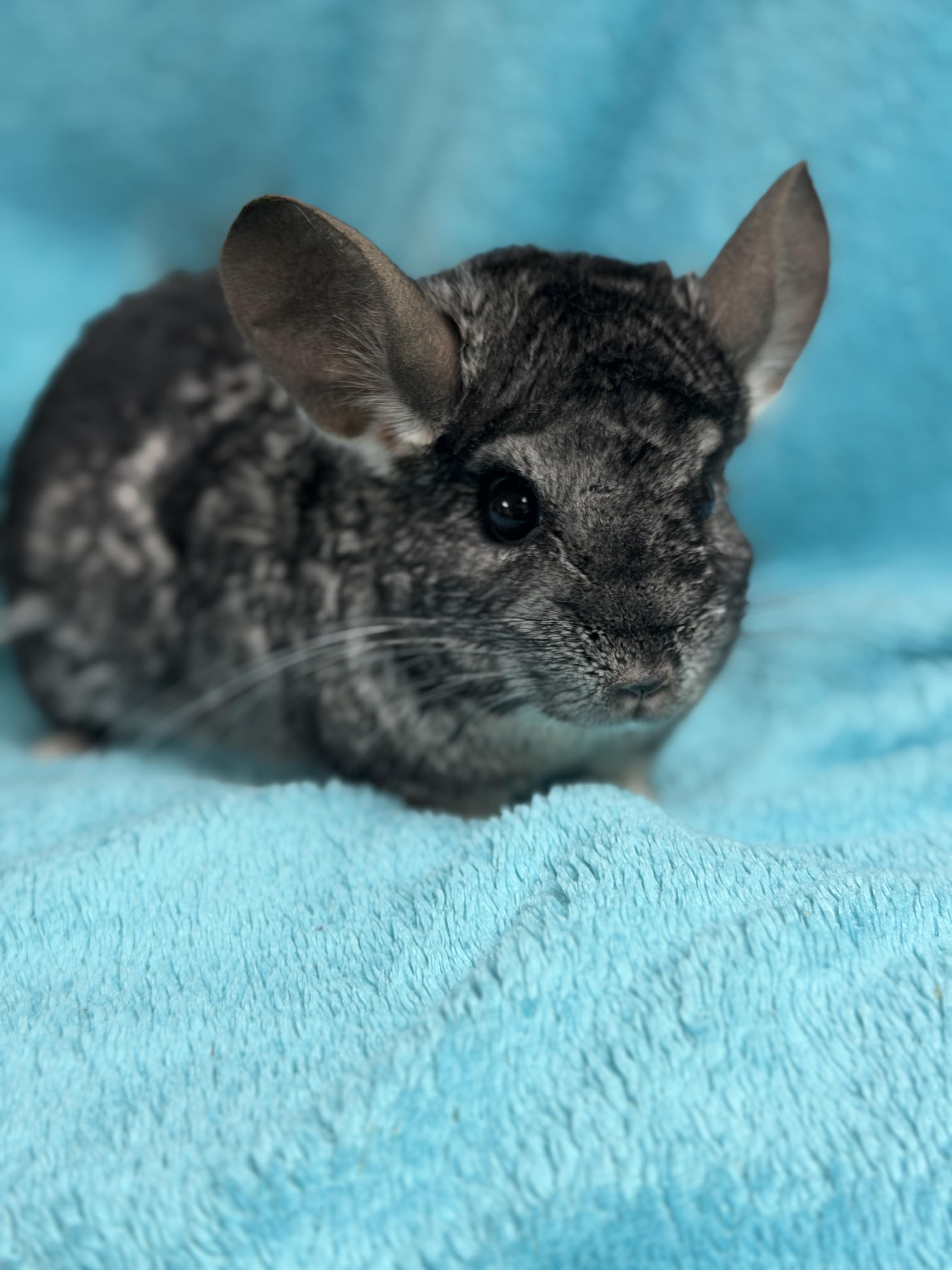 Enlarge Colin, an adoptable Chinchilla in Edinburg, PA image 4/5