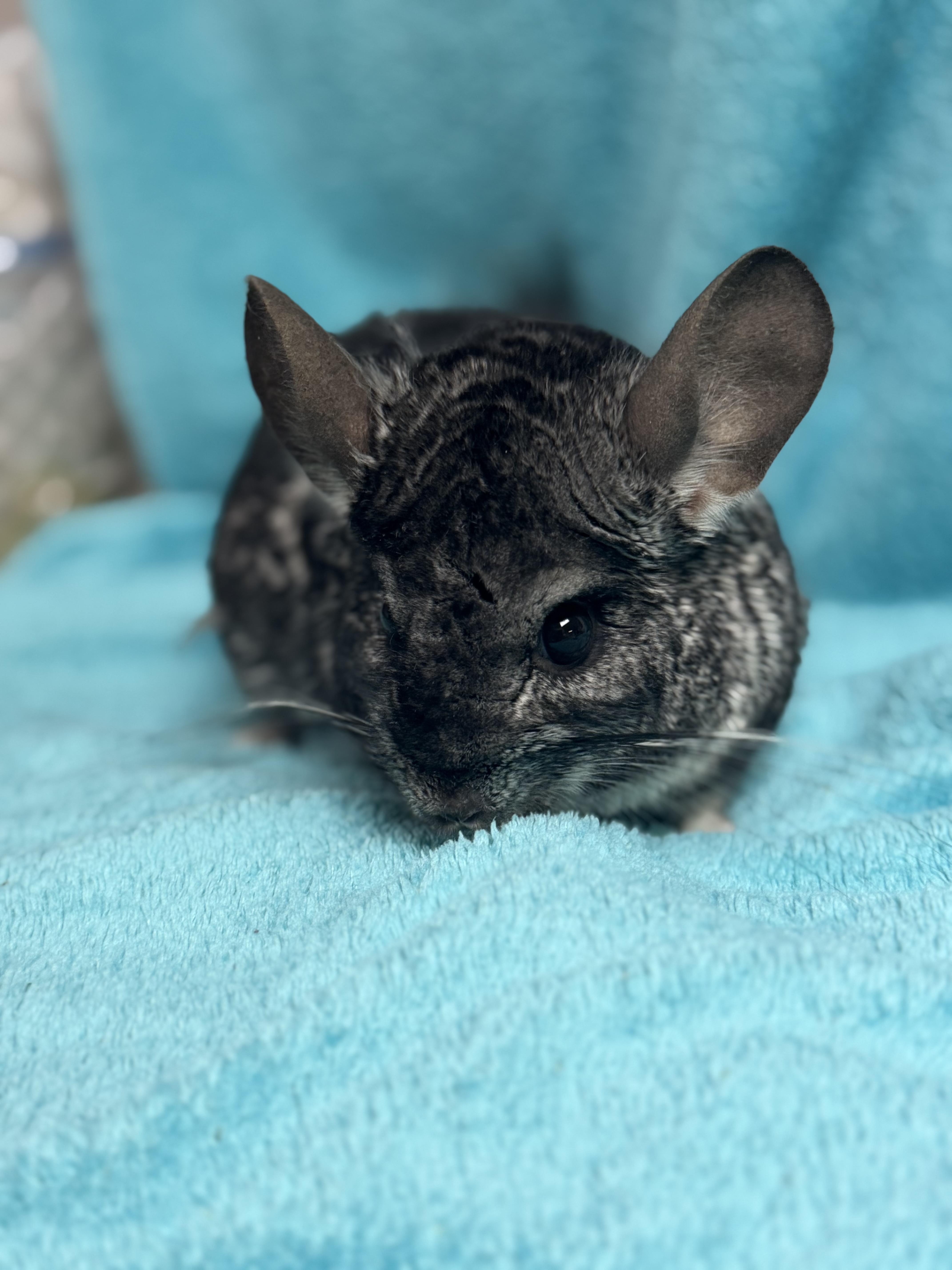 Enlarge Colin, an adoptable Chinchilla in Edinburg, PA image 3/5