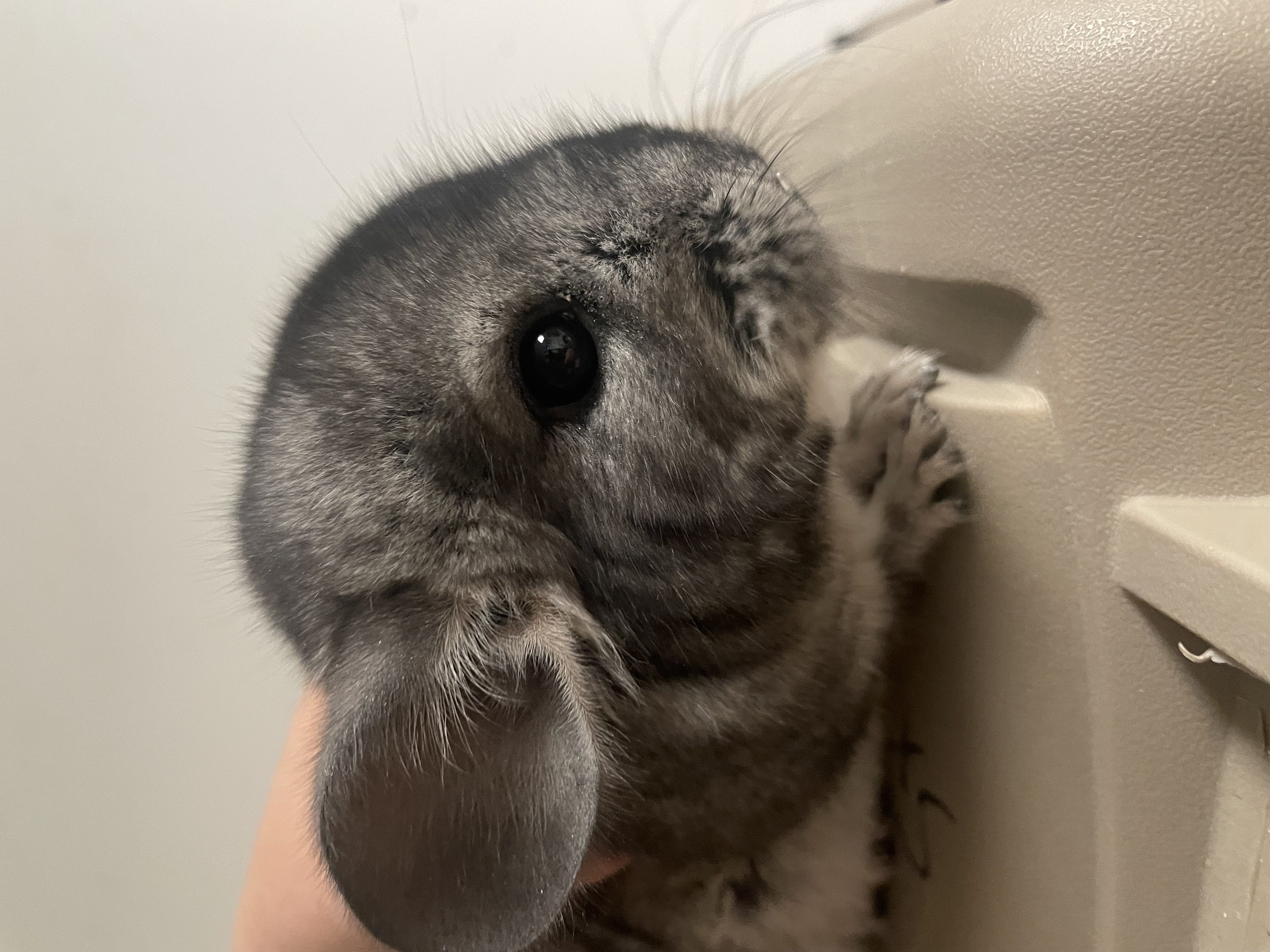 Enlarge Colin, an adoptable Chinchilla in Edinburg, PA image 5/5