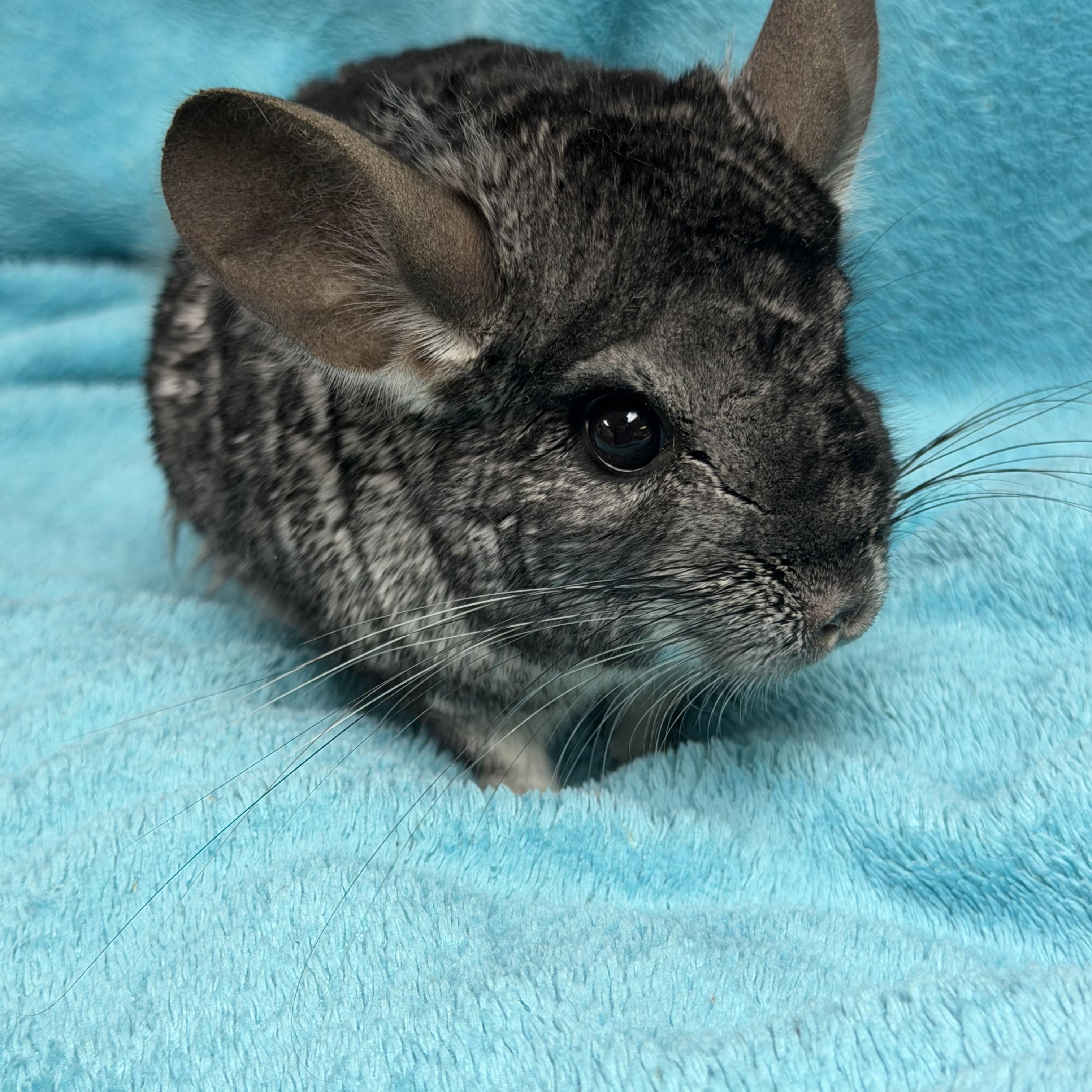 Enlarge Colin, an adoptable Chinchilla in Edinburg, PA image 2/5