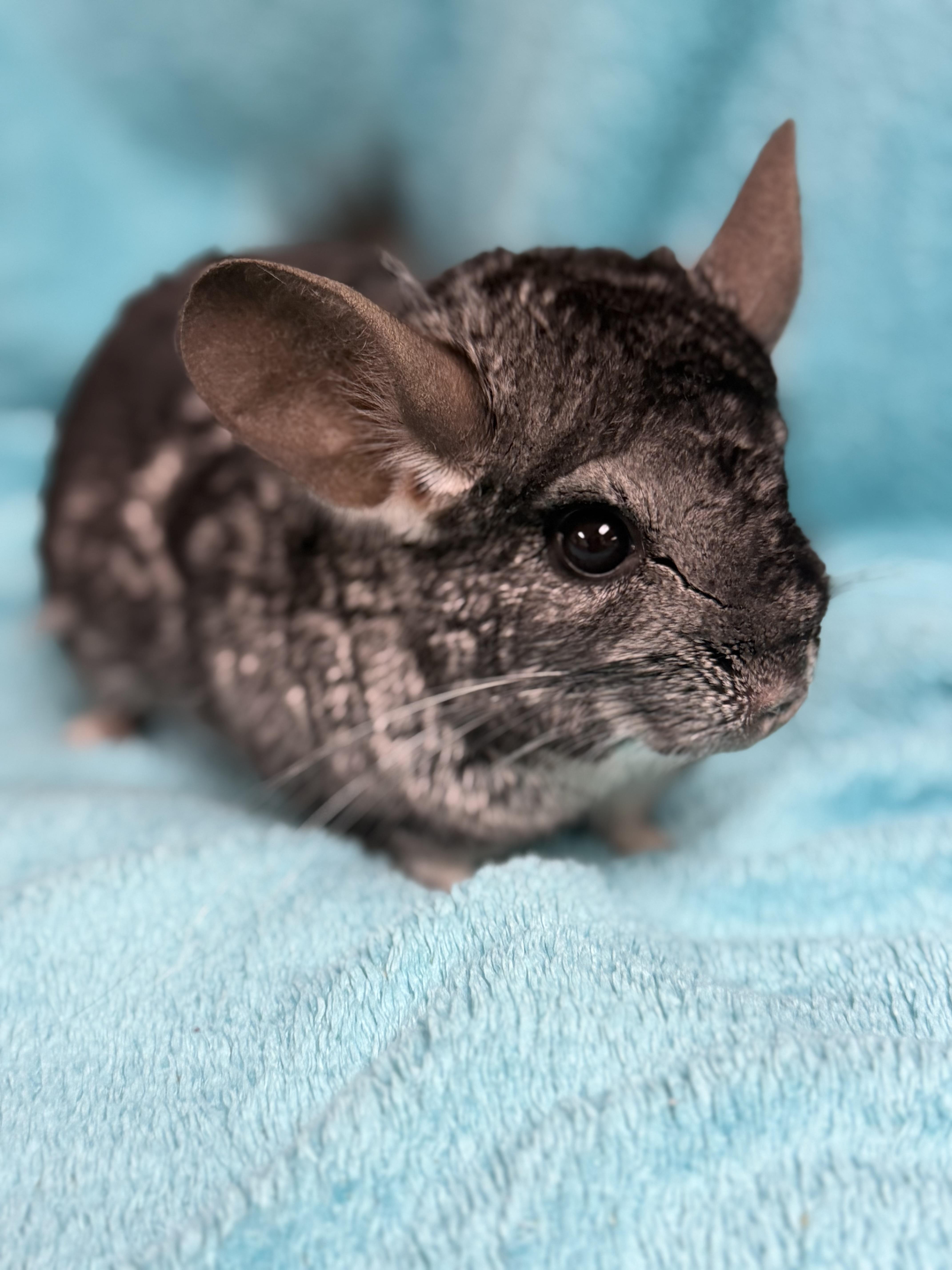 Enlarge Colin, an adoptable Chinchilla in Edinburg, PA image 1/5