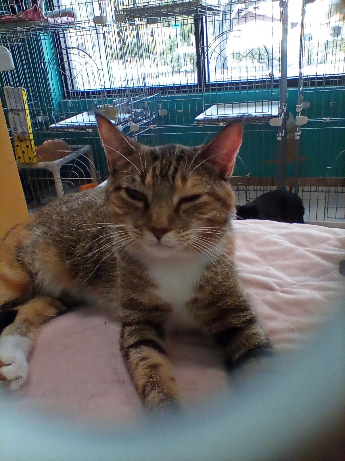 China Cat, a Adoptable American Shorthair in Naples, FL image 1/6