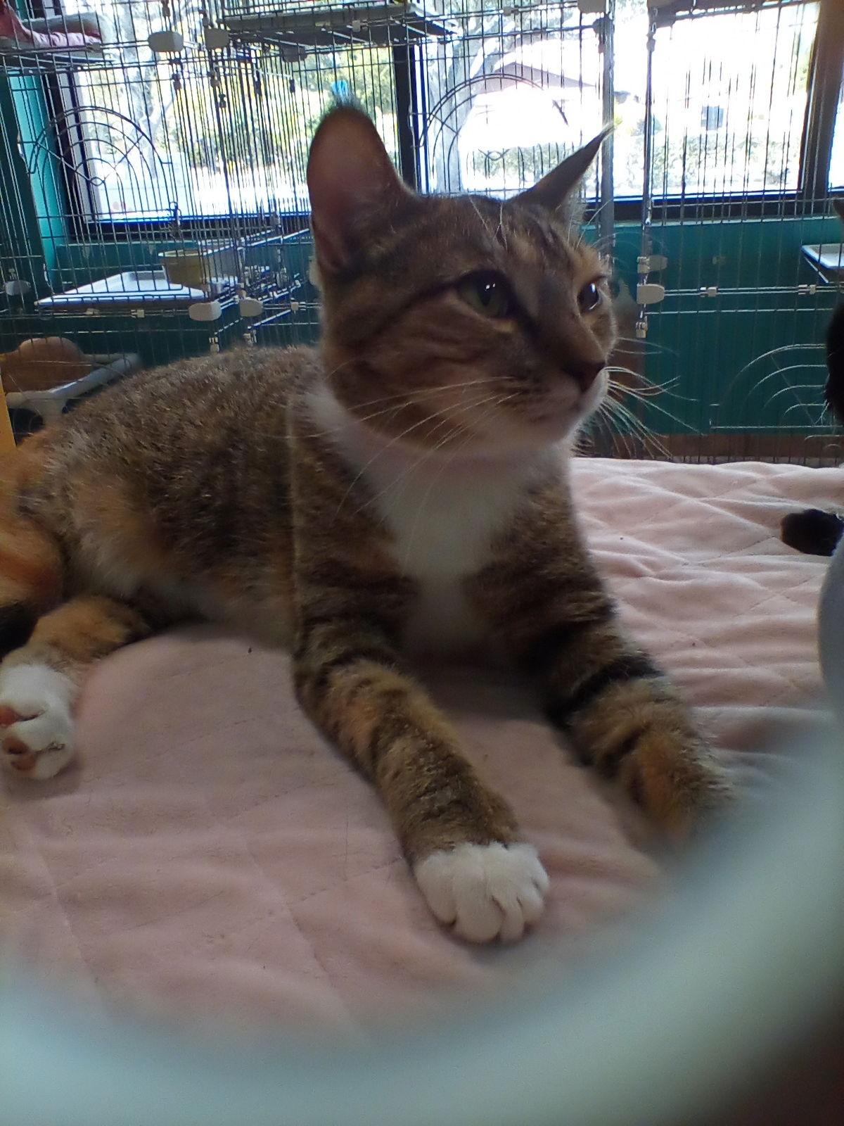 China Cat, a Adoptable American Shorthair in Naples, FL image 2/6