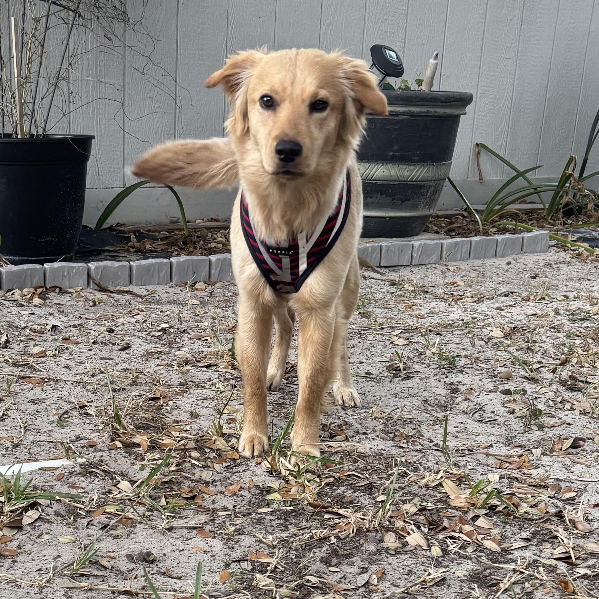 Enlarge Honey , an adopted mixed breed in Aransas Pass, TX image 3/3