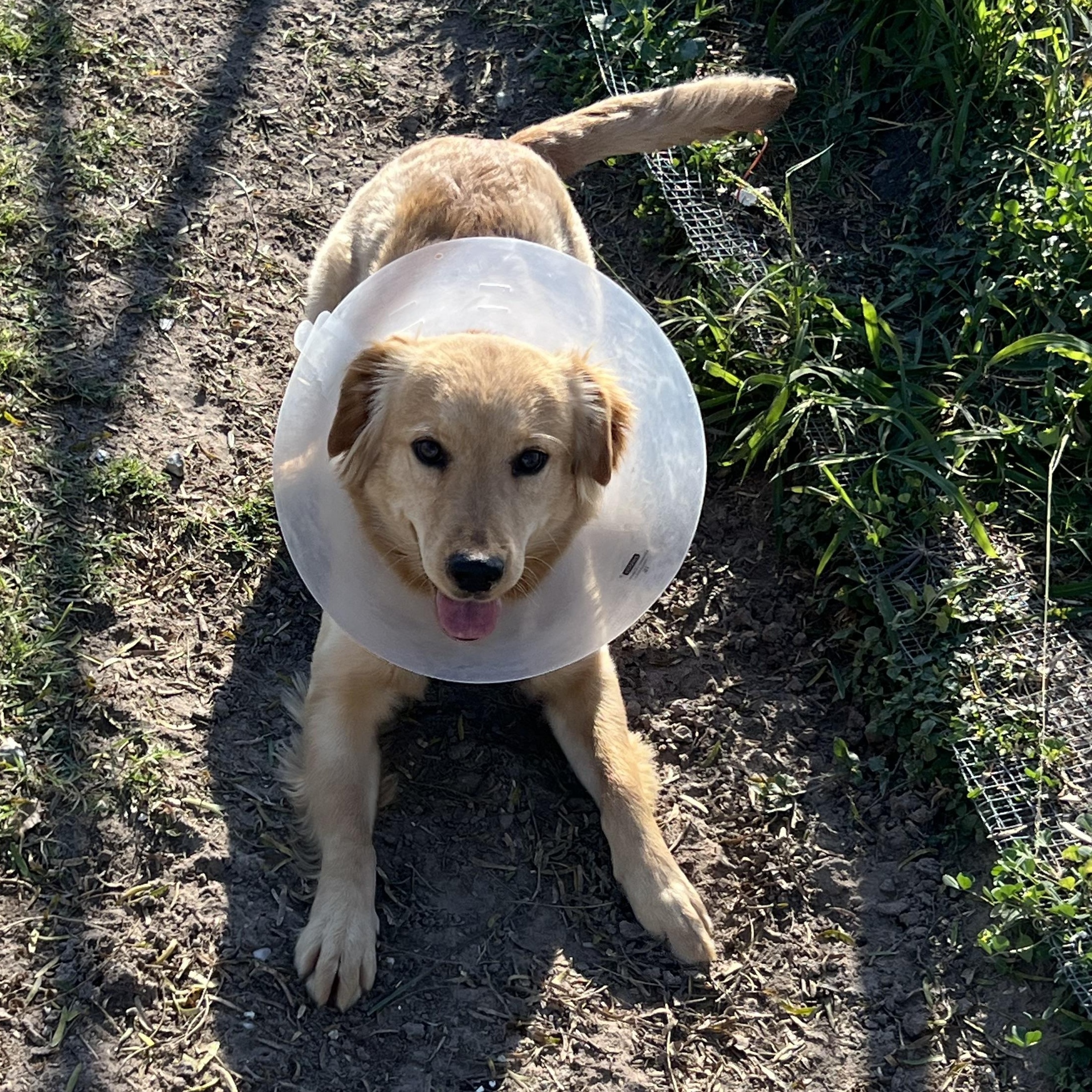 Enlarge Honey , an adopted mixed breed in Aransas Pass, TX image 2/3