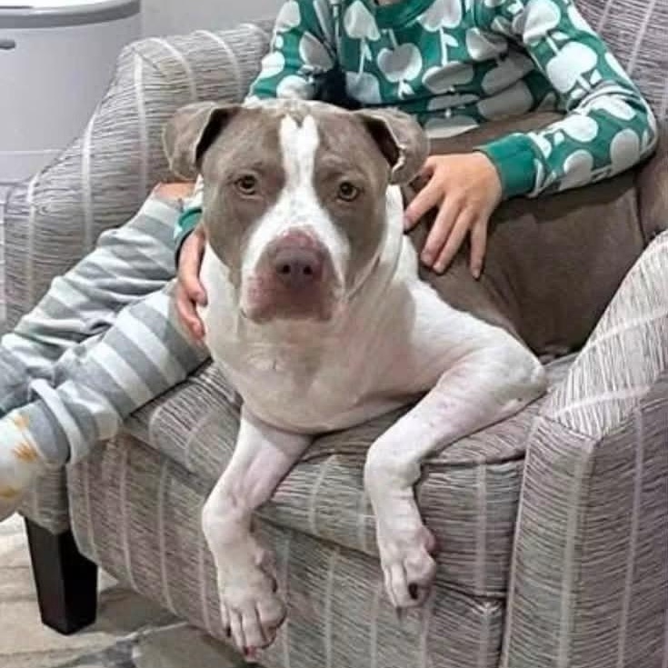 Enlarge Luna, a Adoptable mixed breed in West Palm Beach, FL image 5/6