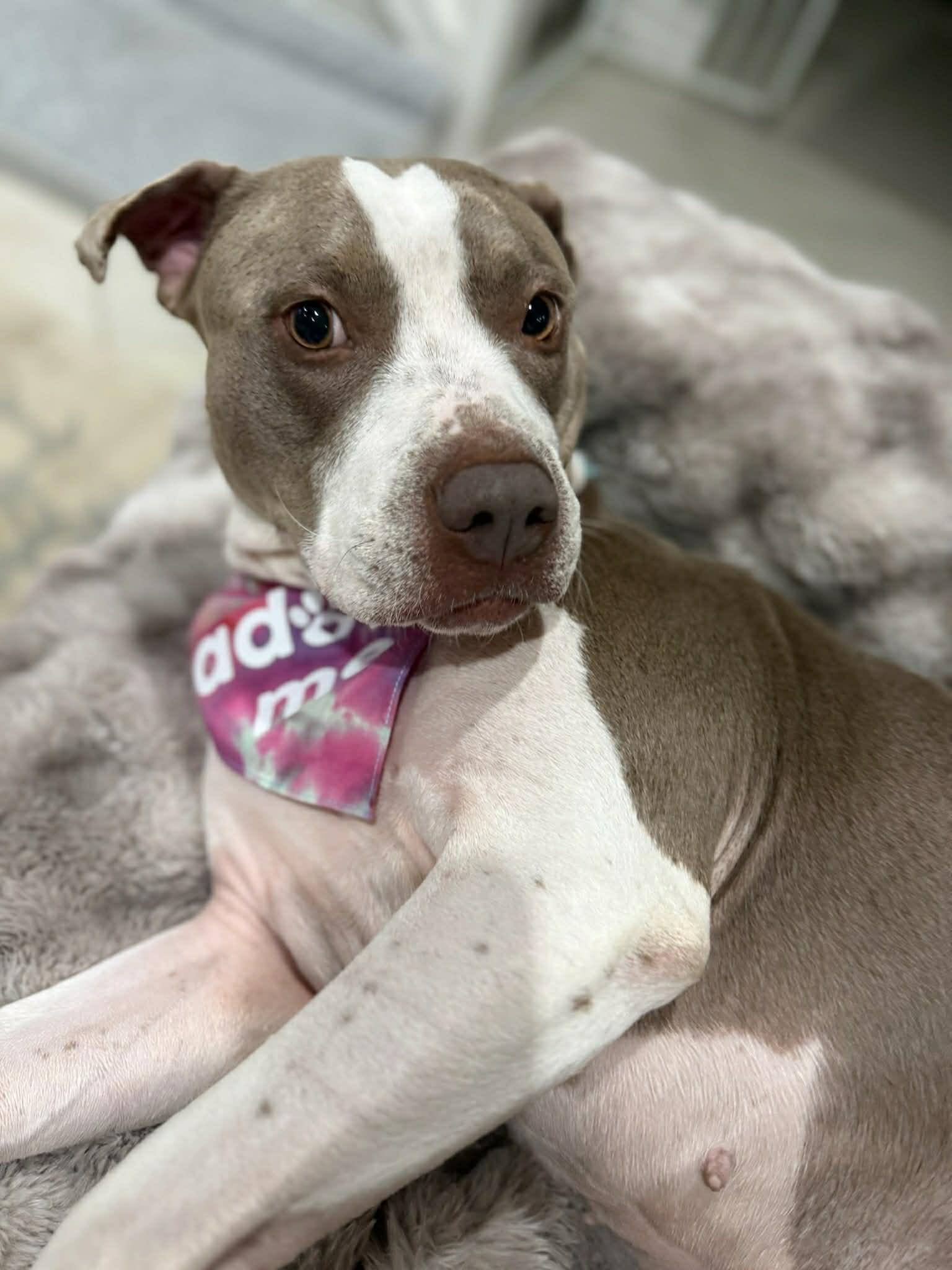Enlarge Luna, a Adoptable mixed breed in West Palm Beach, FL image 4/6