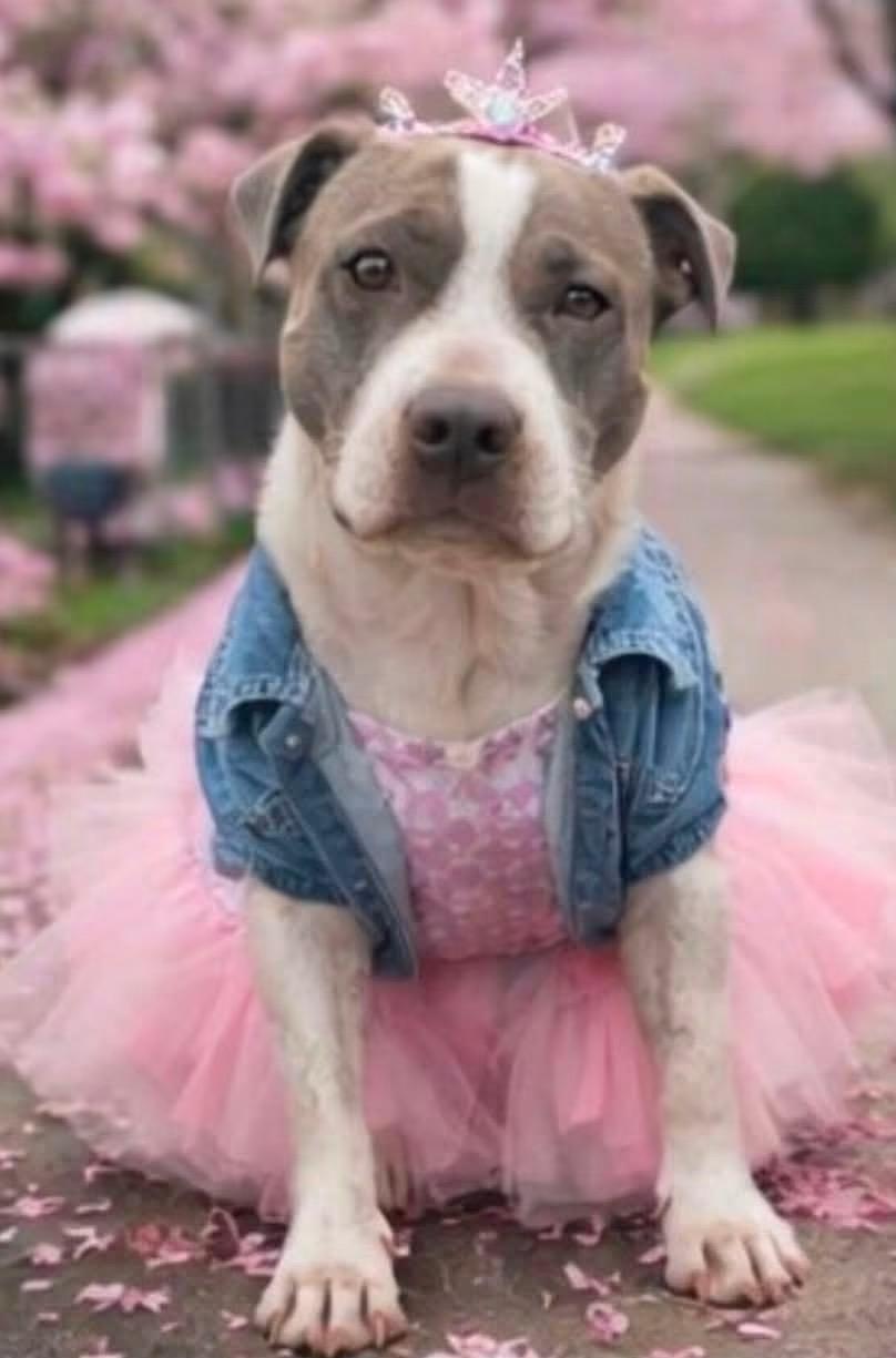 Enlarge Luna, a Adoptable mixed breed in West Palm Beach, FL image 6/6