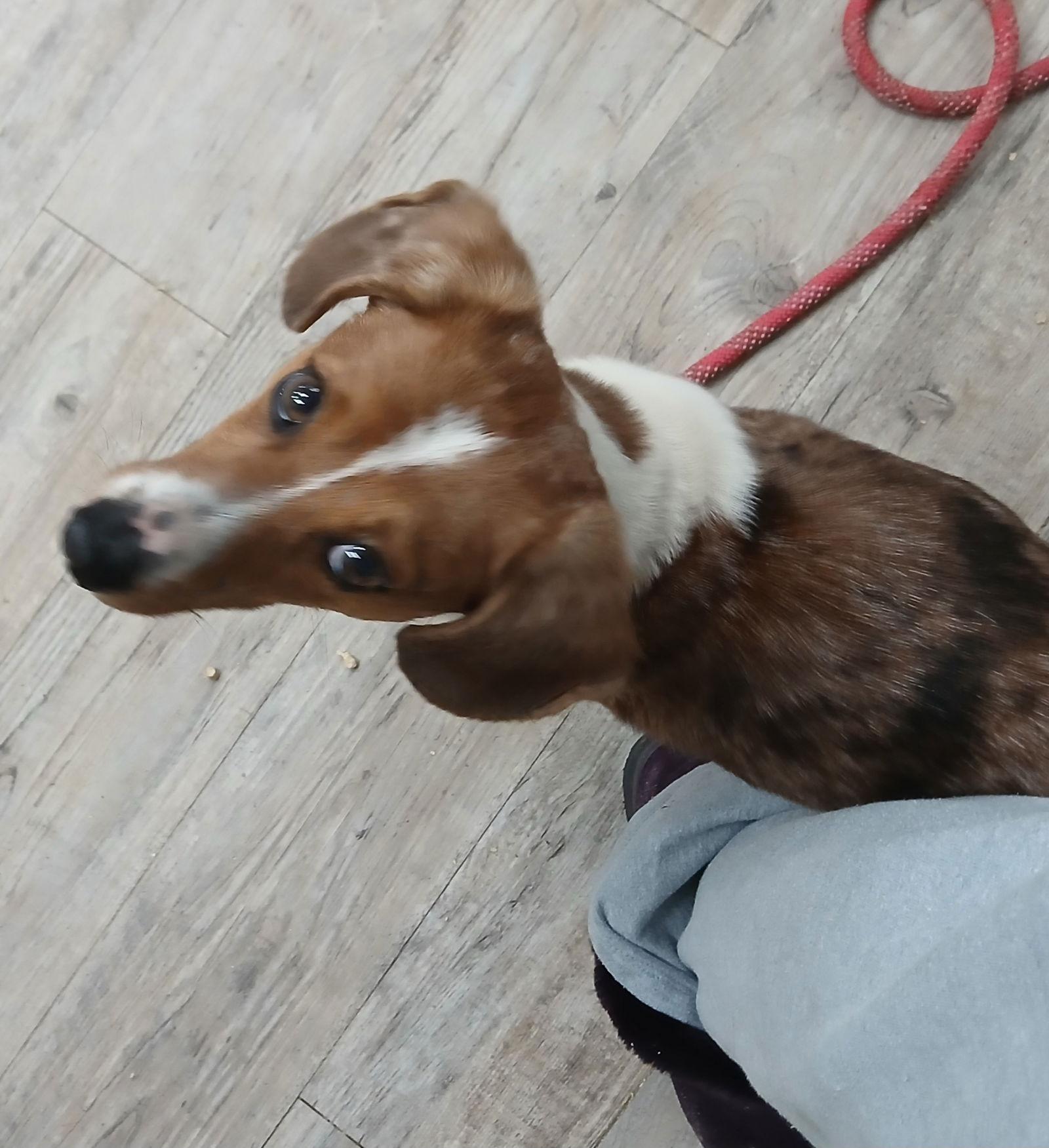 Jasper *Available soon*, Adoptable, Young Male Beagle.