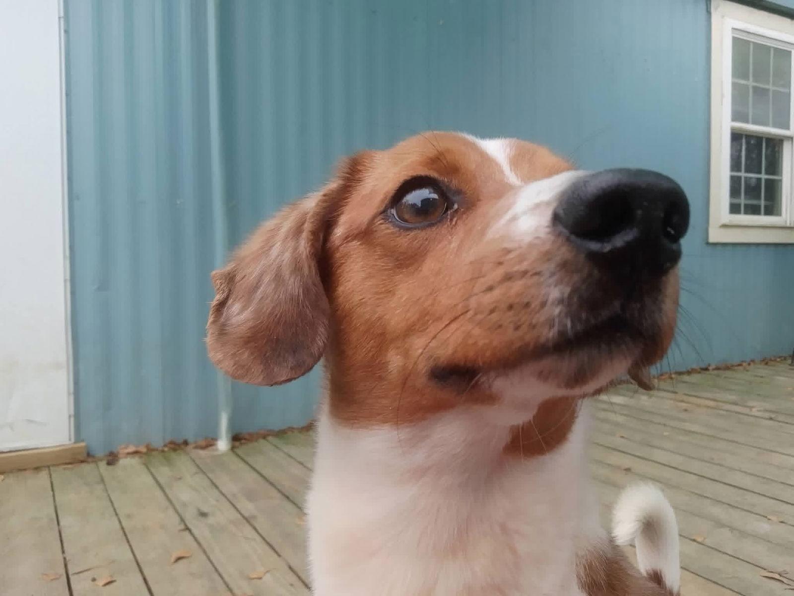Enlarge Jasper *Available soon*, a Adoptable Beagle in Winton, NC image 3/3