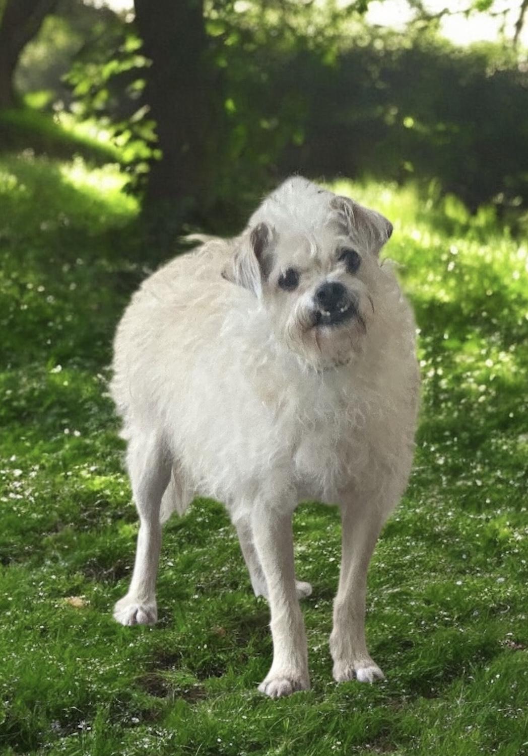 Joe, a Adopted mixed breed in Bellingham, WA image 1/4