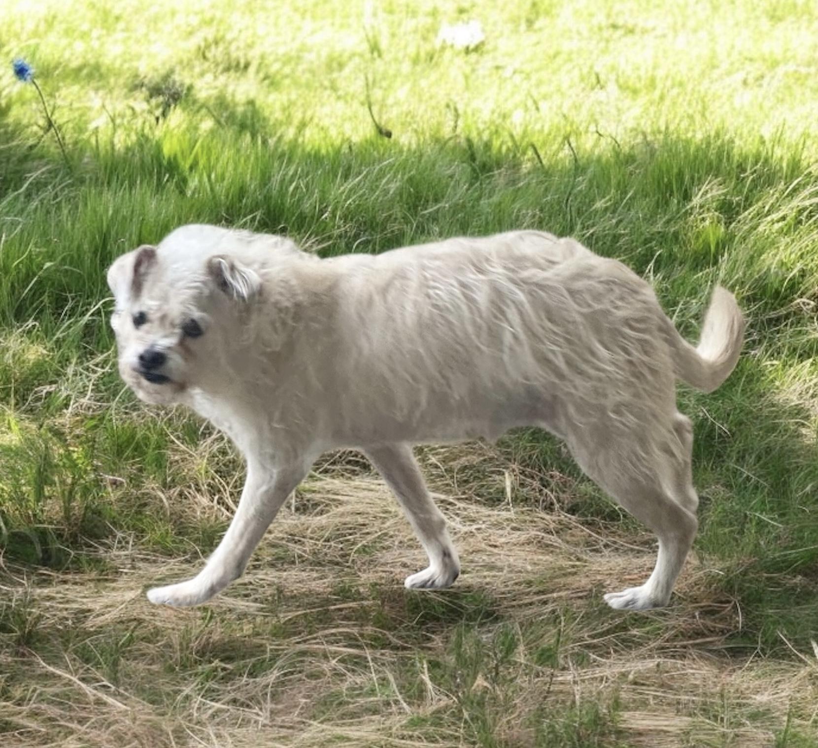 Joe, a Adopted mixed breed in Bellingham, WA image 2/4