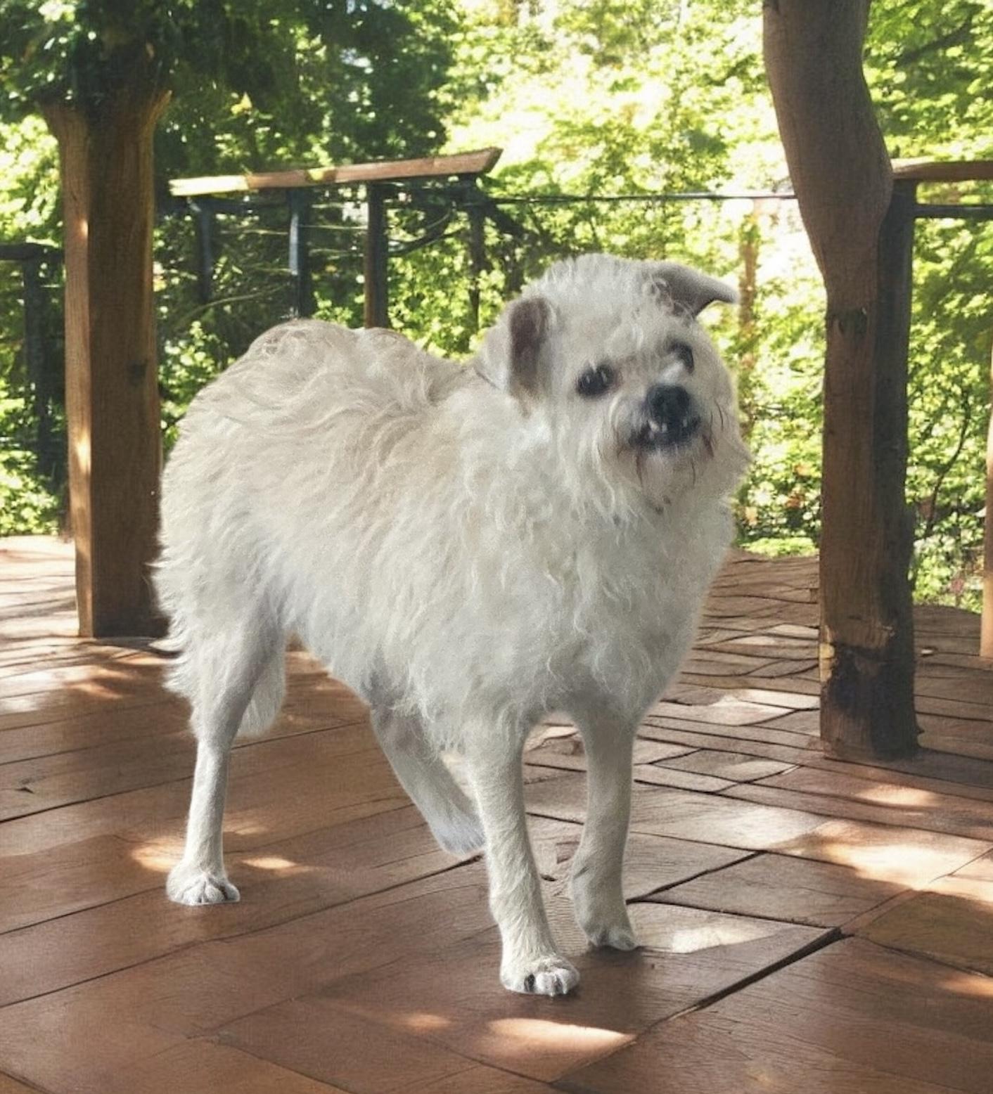 Joe, a Adopted mixed breed in Bellingham, WA image 3/4